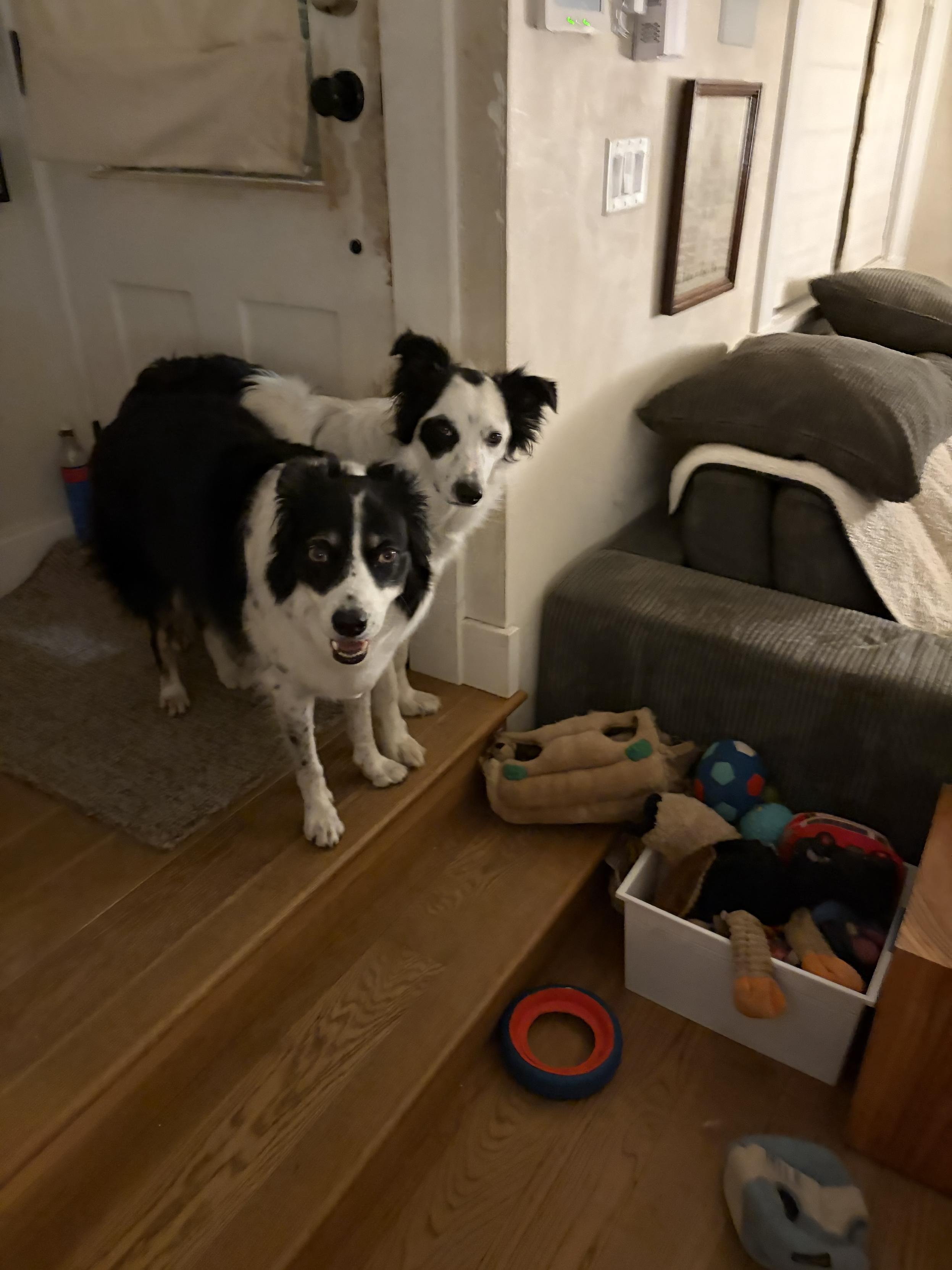 When there is a squirrel outside and both collies freak out at the same time, my daughter calls it a “kerfluffle.”