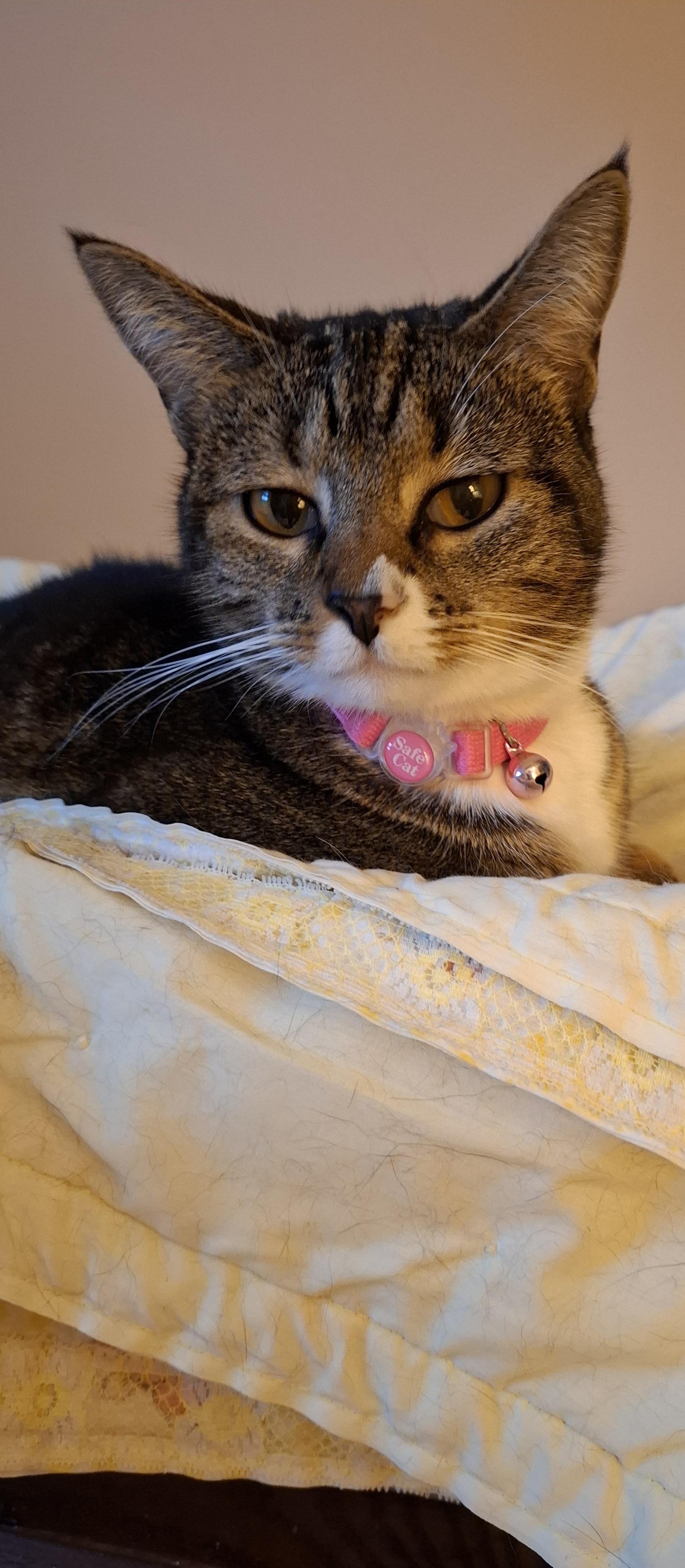 Pax is snuggling down into her warm yellow blanket on this very chilly evening. Goodnight, or good day, to all our Mastodon and Fediverse friends! Welcome to t…