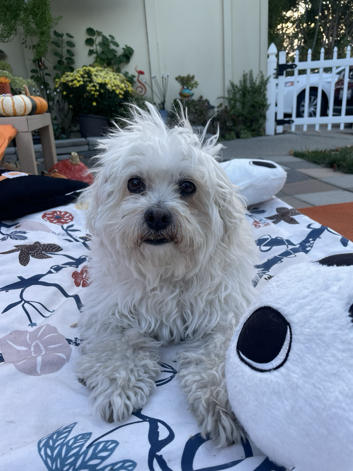I have inadvertently taught my dog that the ice cream truck is an enemy. The truck that rolls down our street every afternoon spews out exhaust and my wife and…