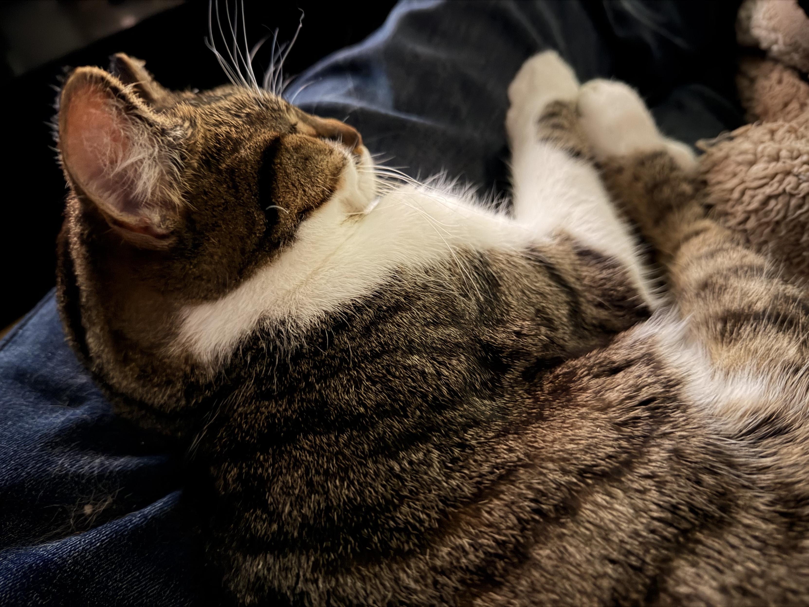 Eepy lap Ripley.