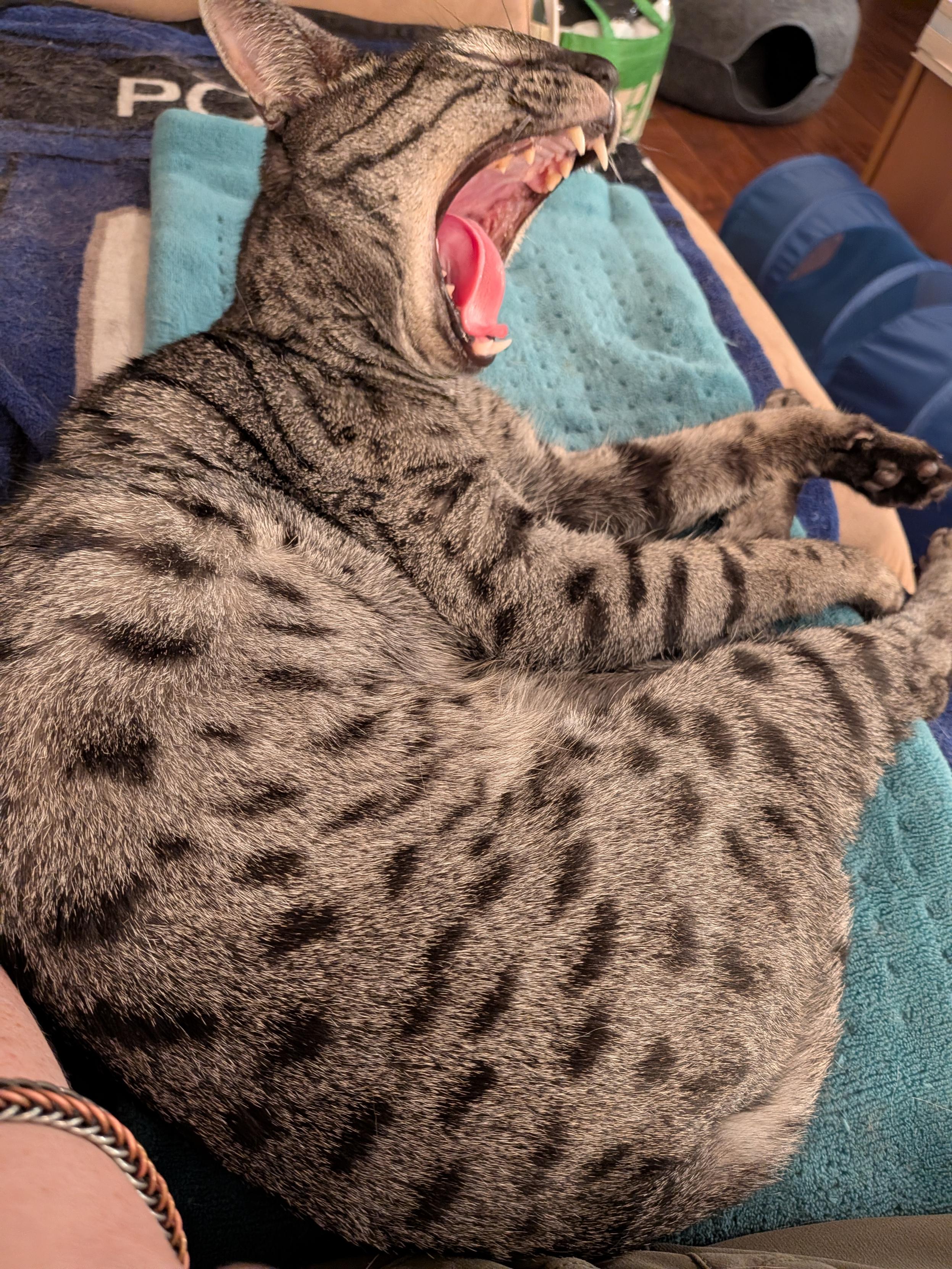 The gaping maw on this cat is quite incredible.