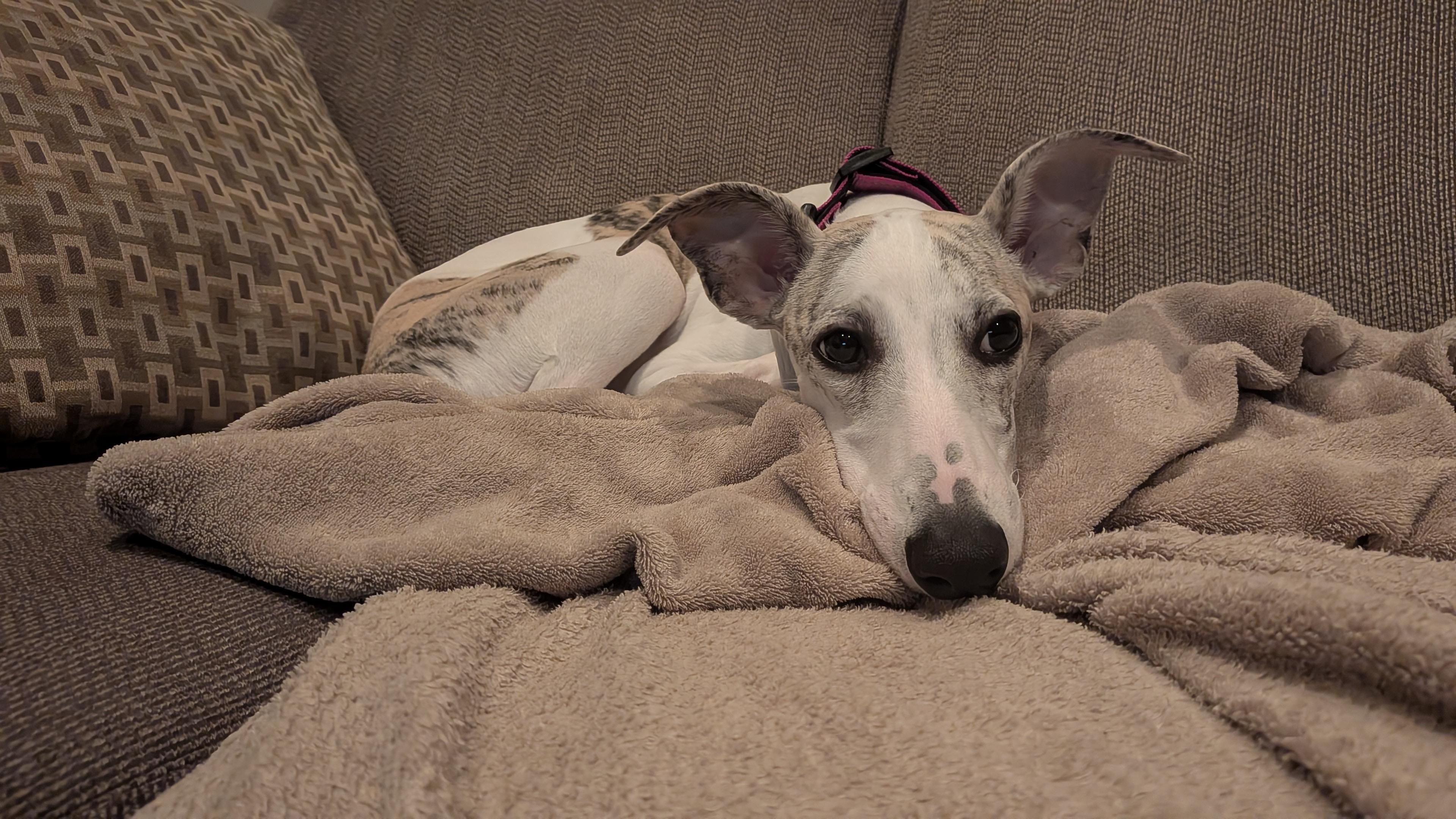 Currently having a heated competition. Do I -- or does the dog -- have the smelliest farts tonight.. I think I'm losing.