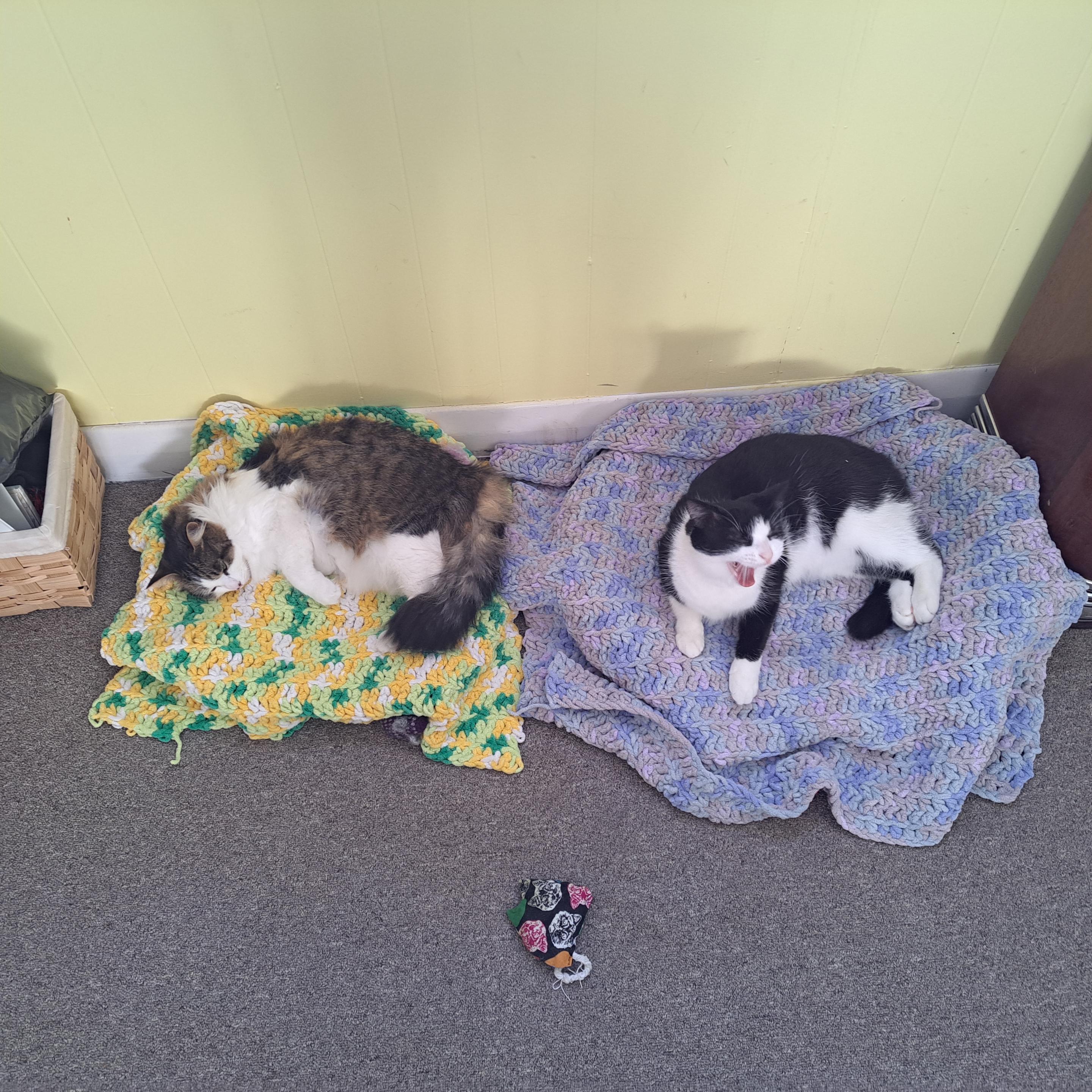 An old one of Fluffy and Miss Daisy closer together than they've been for a long time!