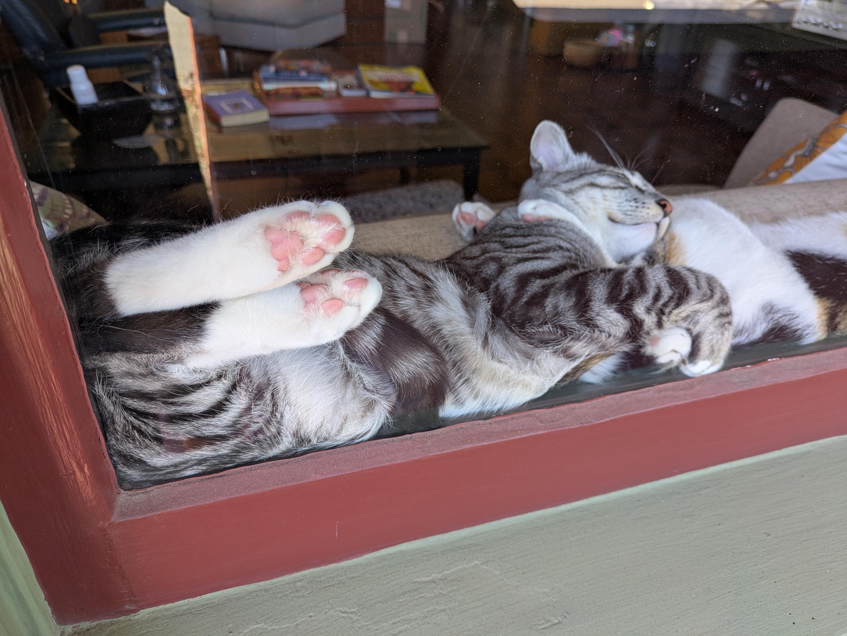 Tycho in the window. FEET!