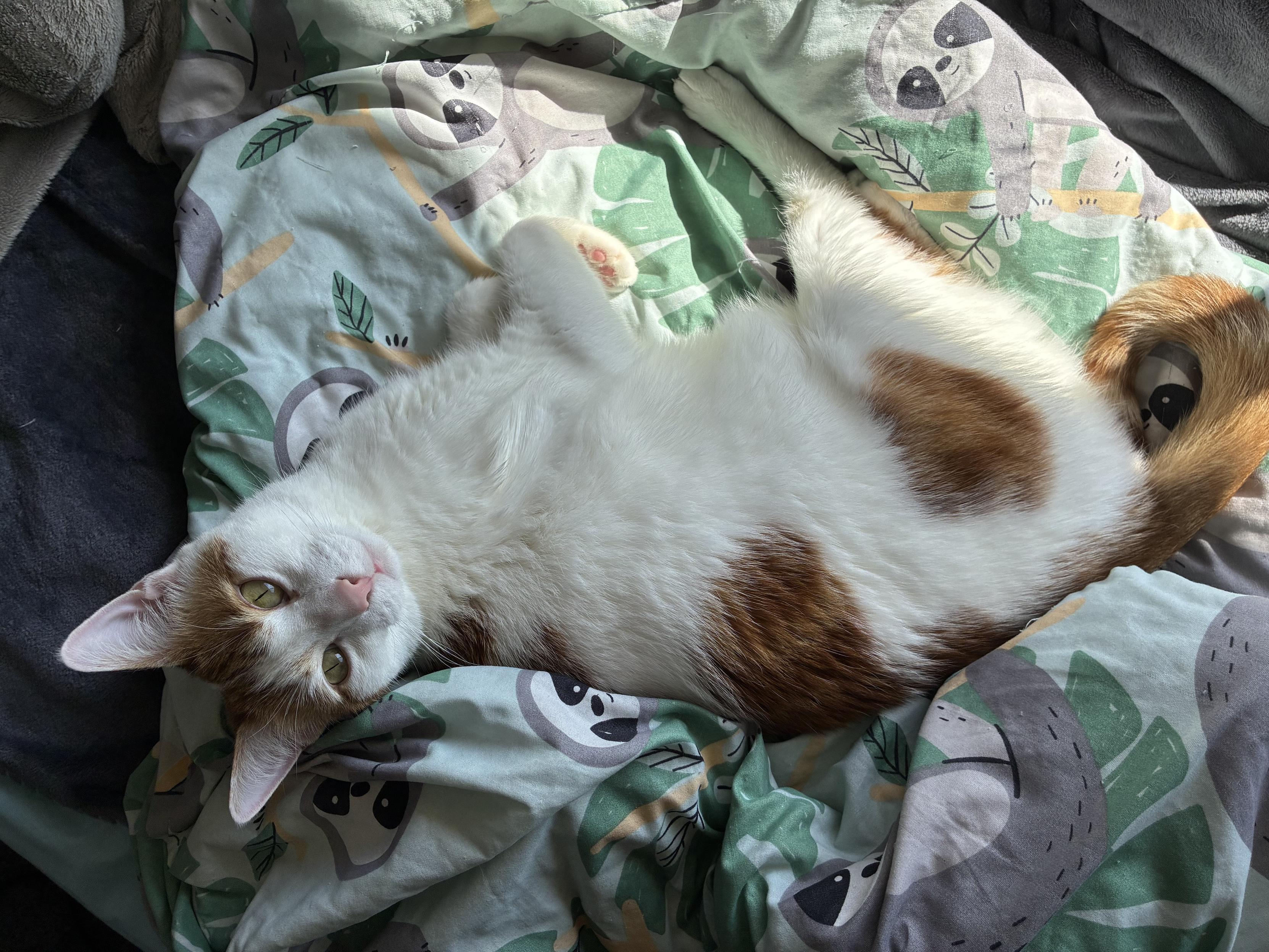 Saturday Pippin hopes your day is going well.
