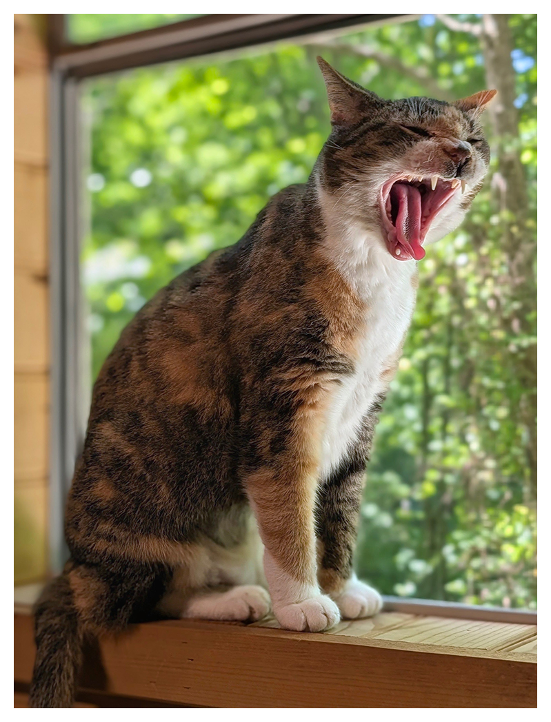 :charlene_cat_head: , on the windowsill, yawning, May 2026.