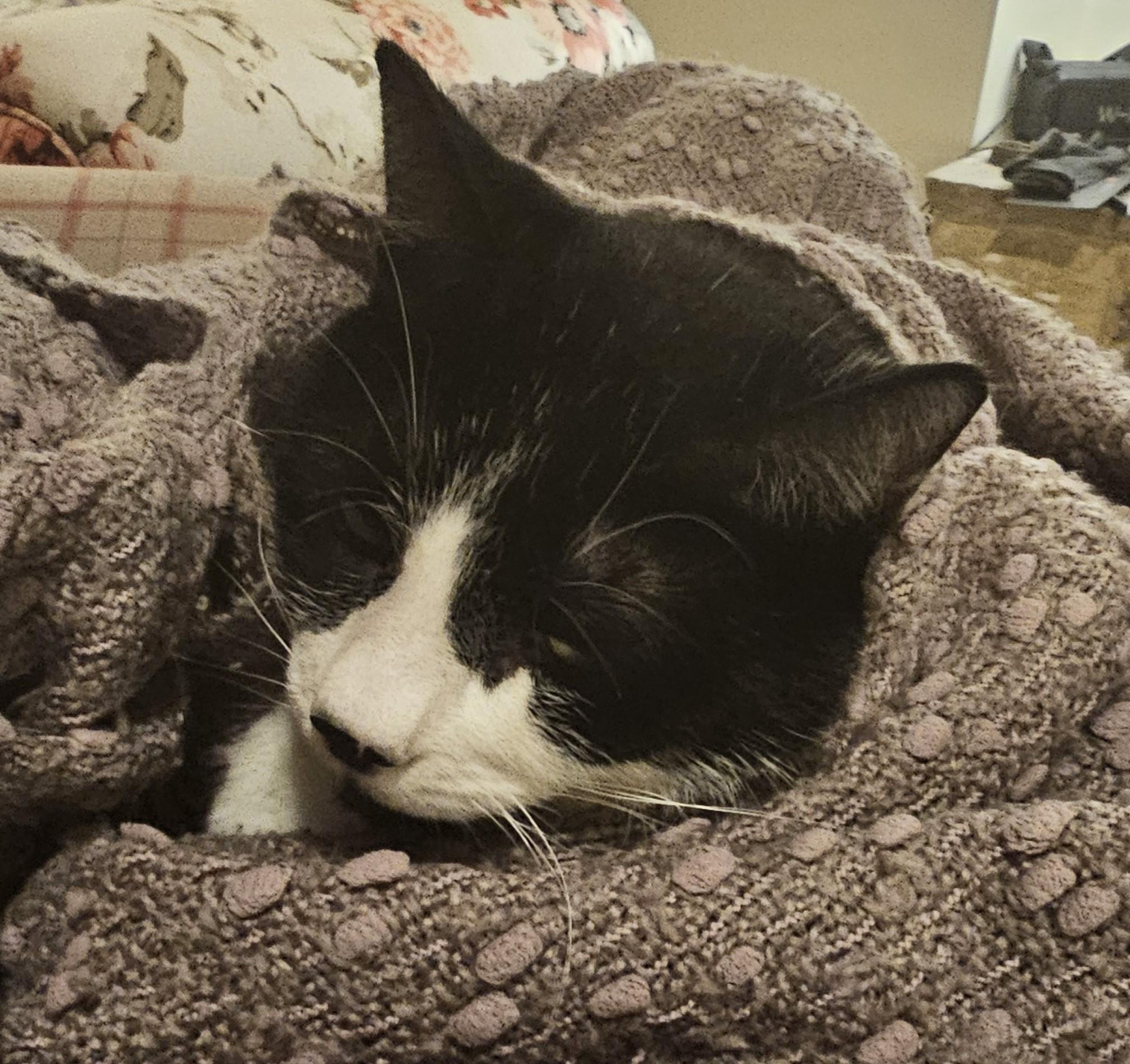 'It's not even winter yet Pud', our black and white cat, now an old boy.