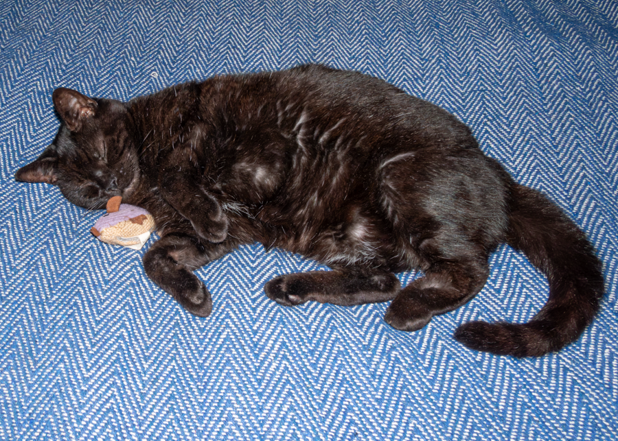 Good morning/afternoon/evening everyone. Happy Saturday. I hope the weekend ahead will be kind to you. Meggie & Laurie send luv & purrs to you all and wish you…