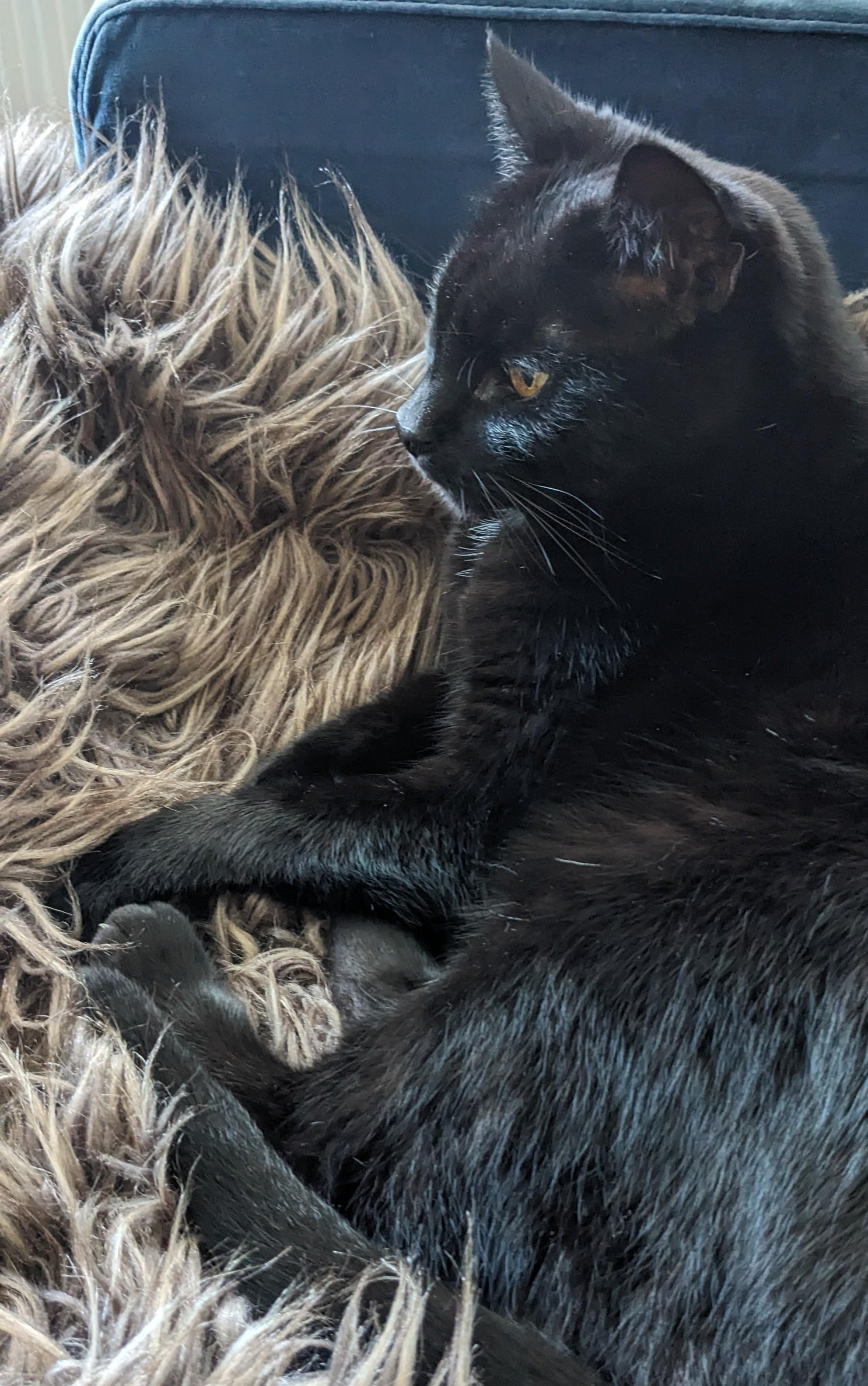 Colder mornings call for the fluffy throw