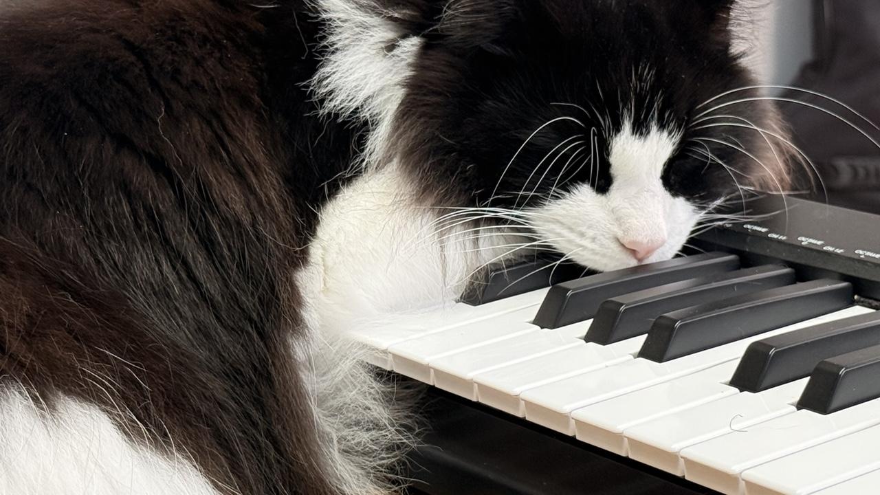 A black and white longhair cat lays sleeping on a musical keyboard
