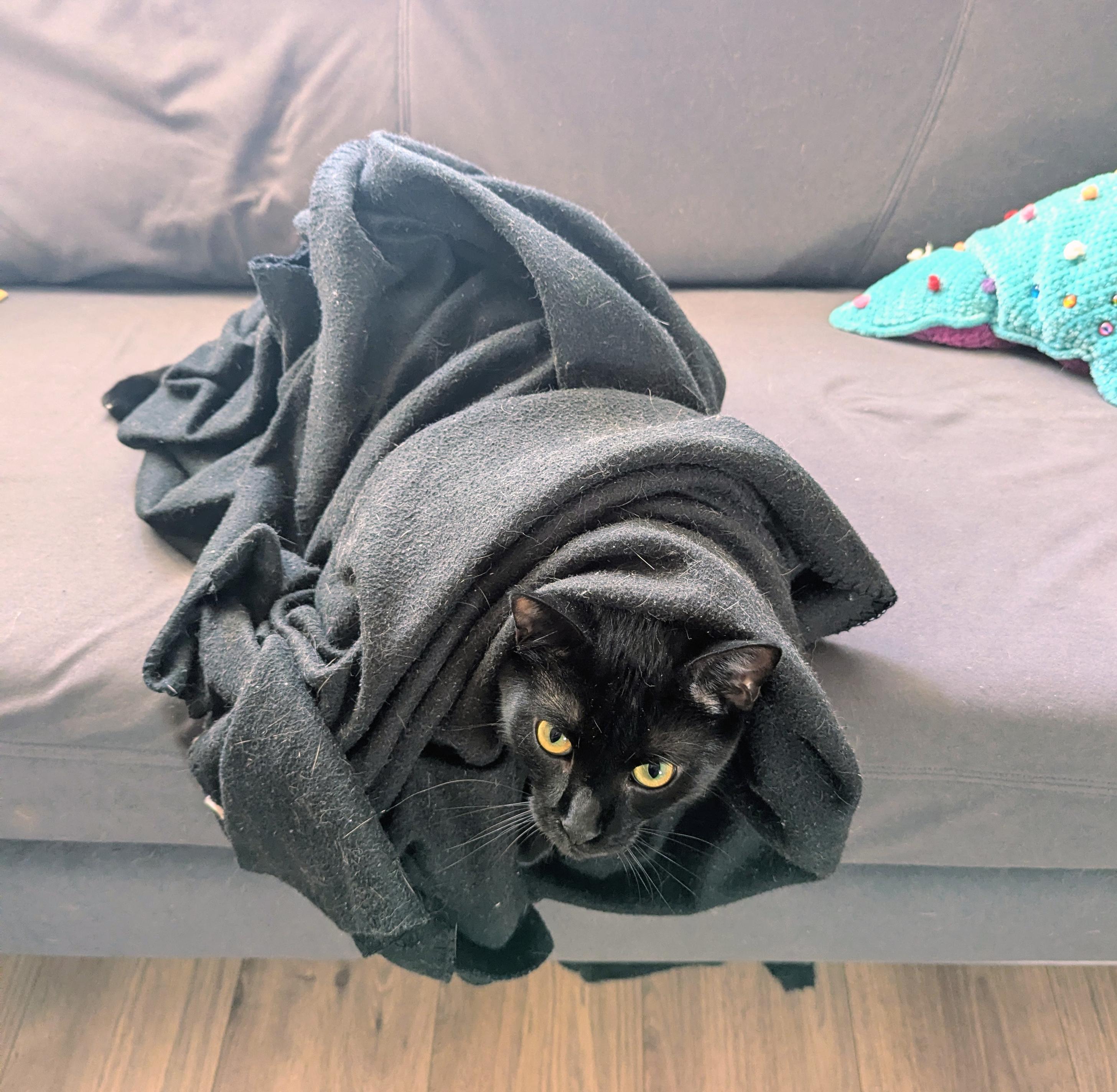 Caturday Purrito.