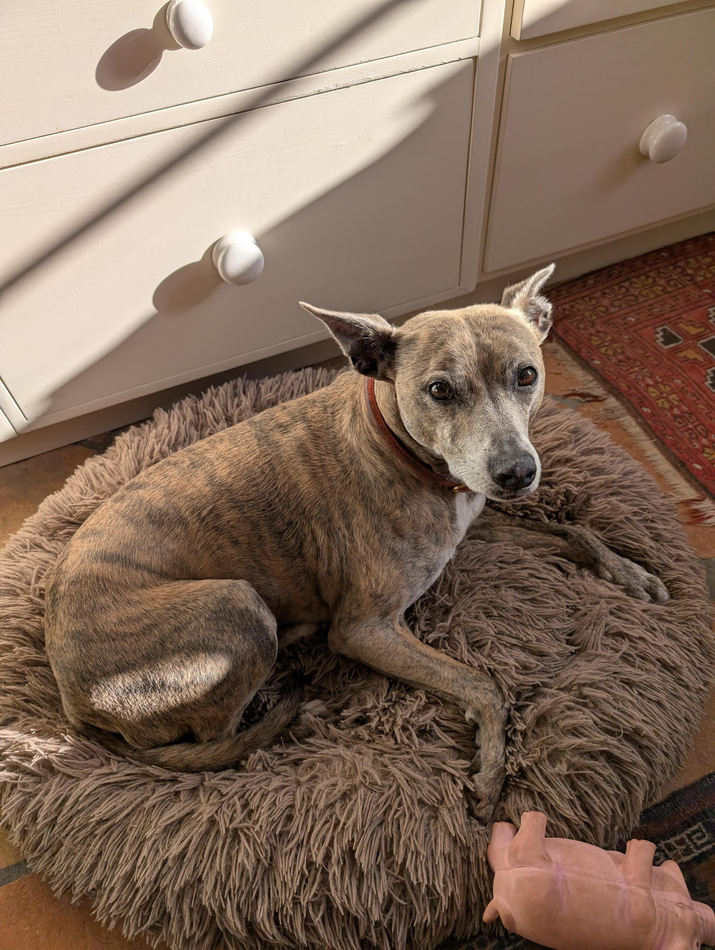 yep our old Staffie-Whippet (we think) keeps looking at us and shivering in a "surely it's time I got my jumper back on?" way. This is when it's 15C outside, t…