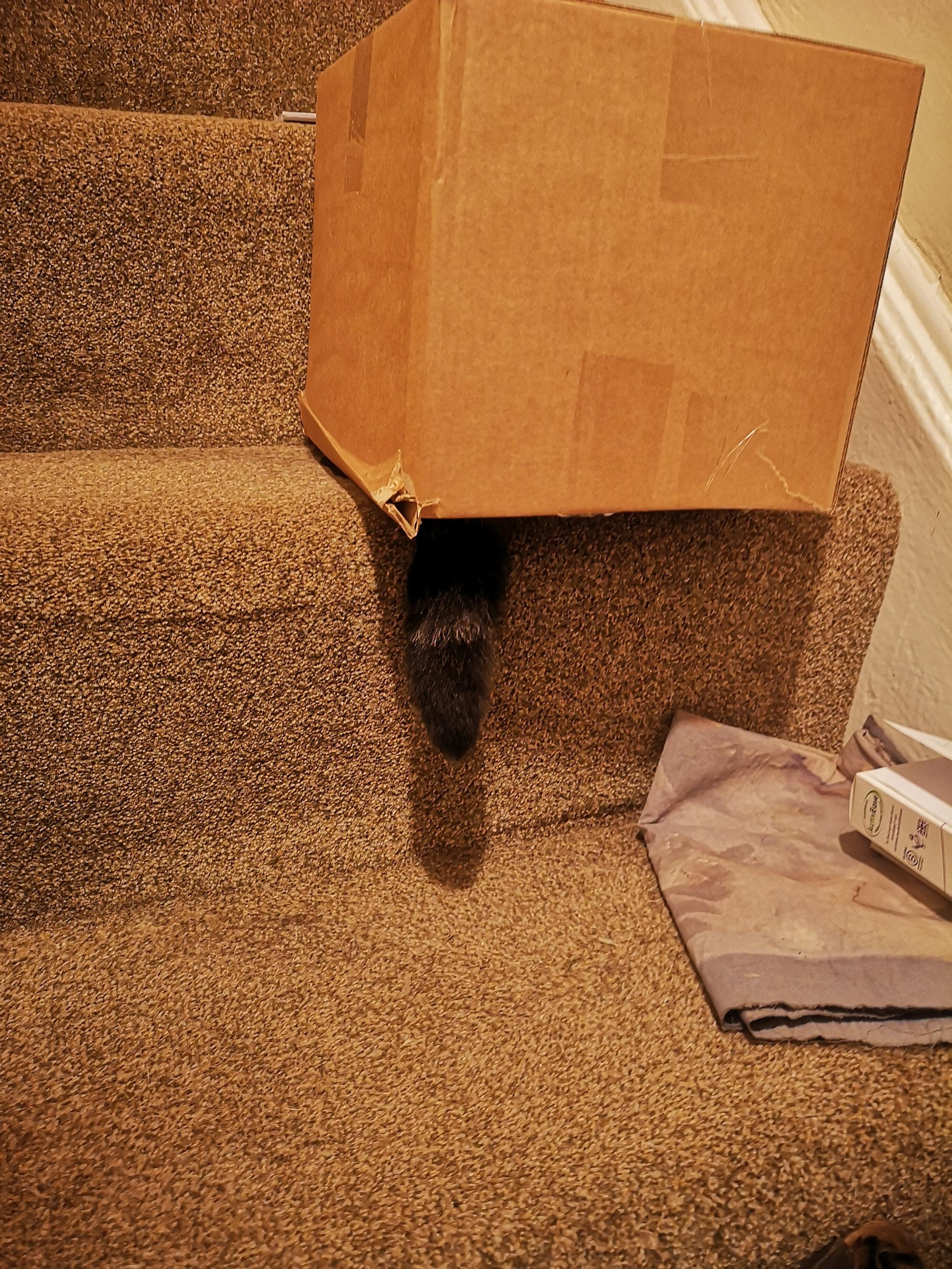 A medium size cardboard box is upside down on carpeted stairs, with a slight overhang. A cat tail is hanging out from below the box.