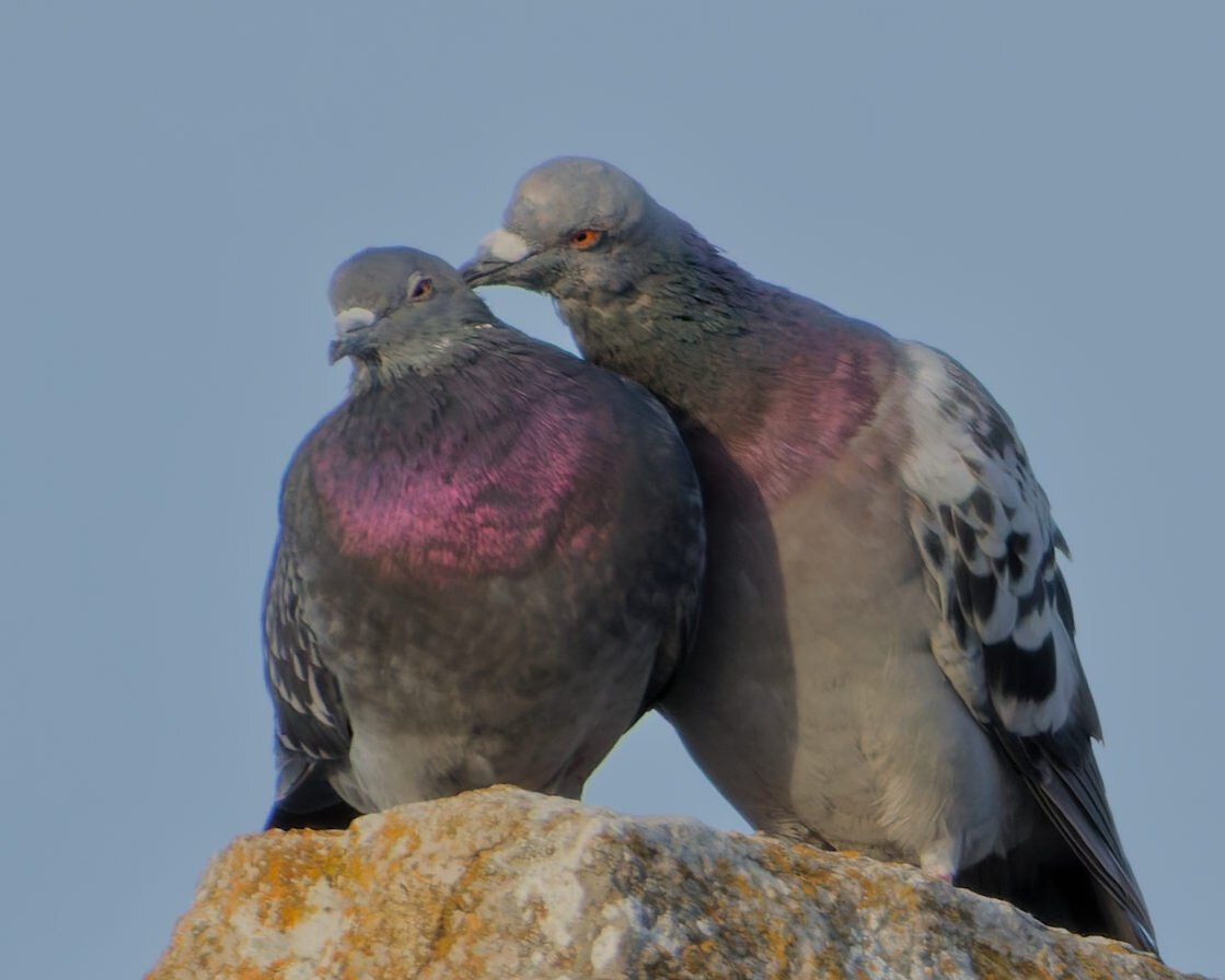 Two pigeon sitting on a stone The pigeon on the right is preening the one on the left’s head The one on the left looks a bit annoyed