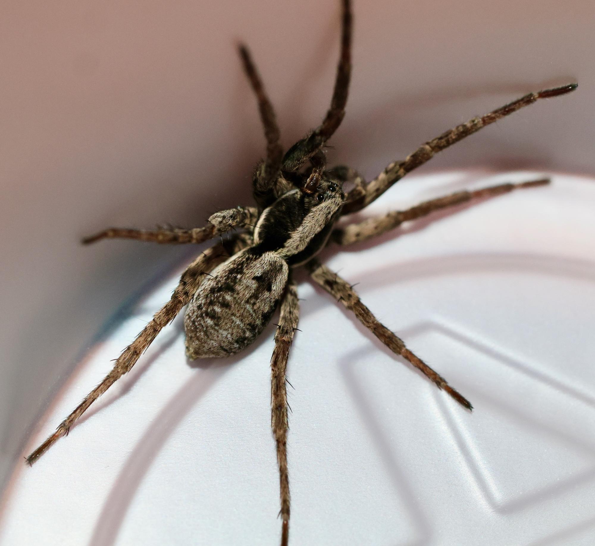 spider