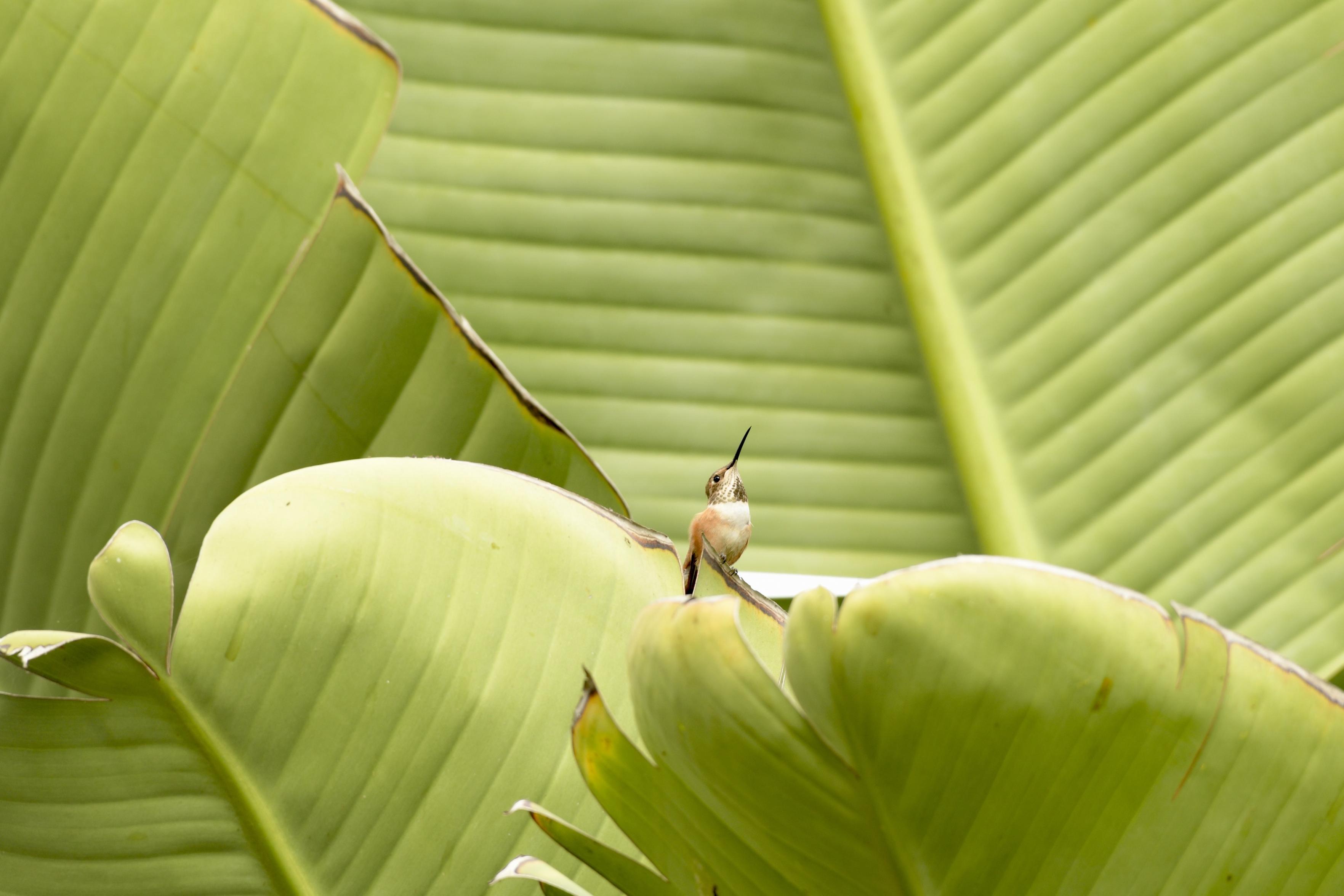 An Allen’s hummingbird perched at the center of a cluster of large green fan-shaped leaves