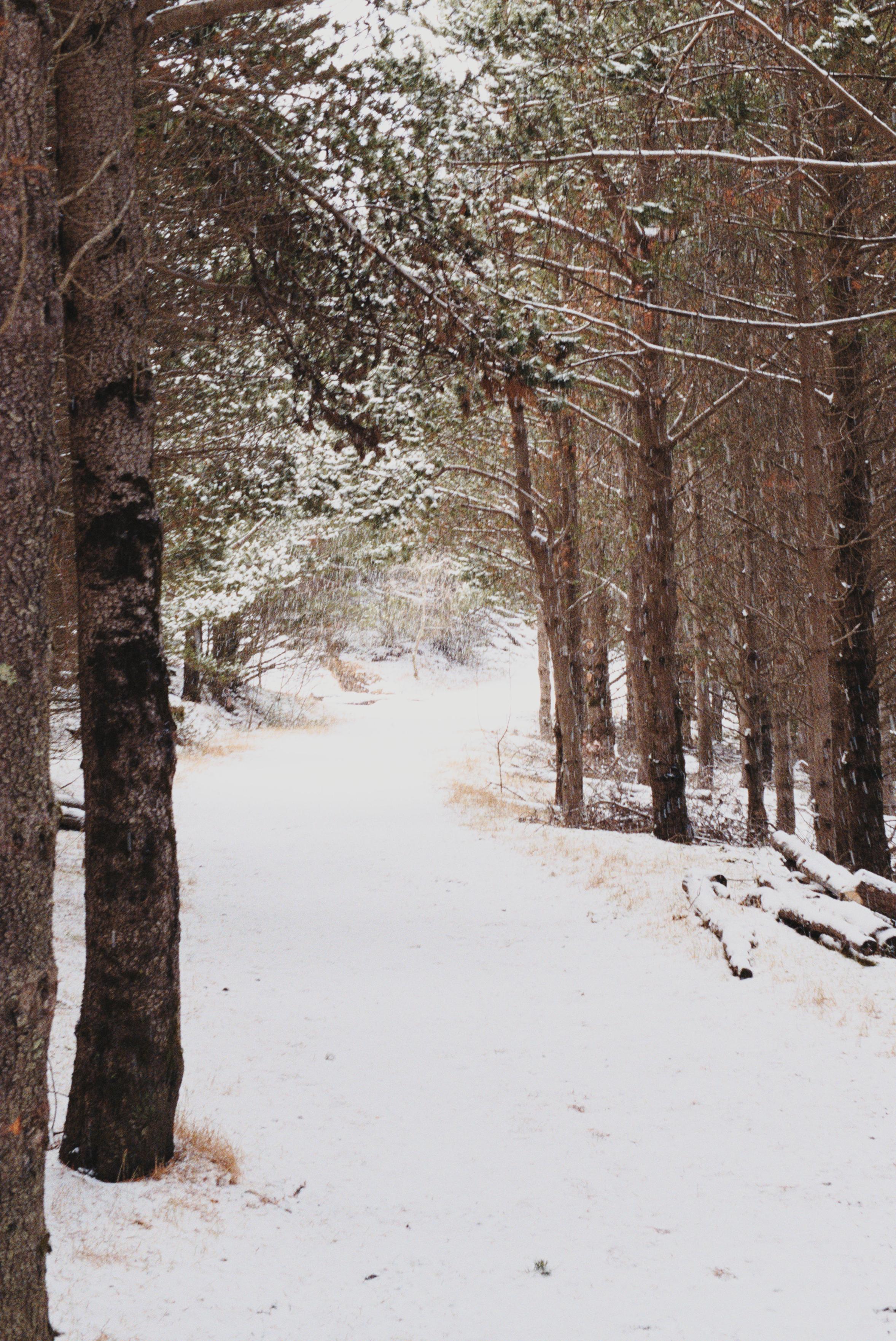 A path through the reforestation area near Hveragerði. It is covered with snow. It is snowing.