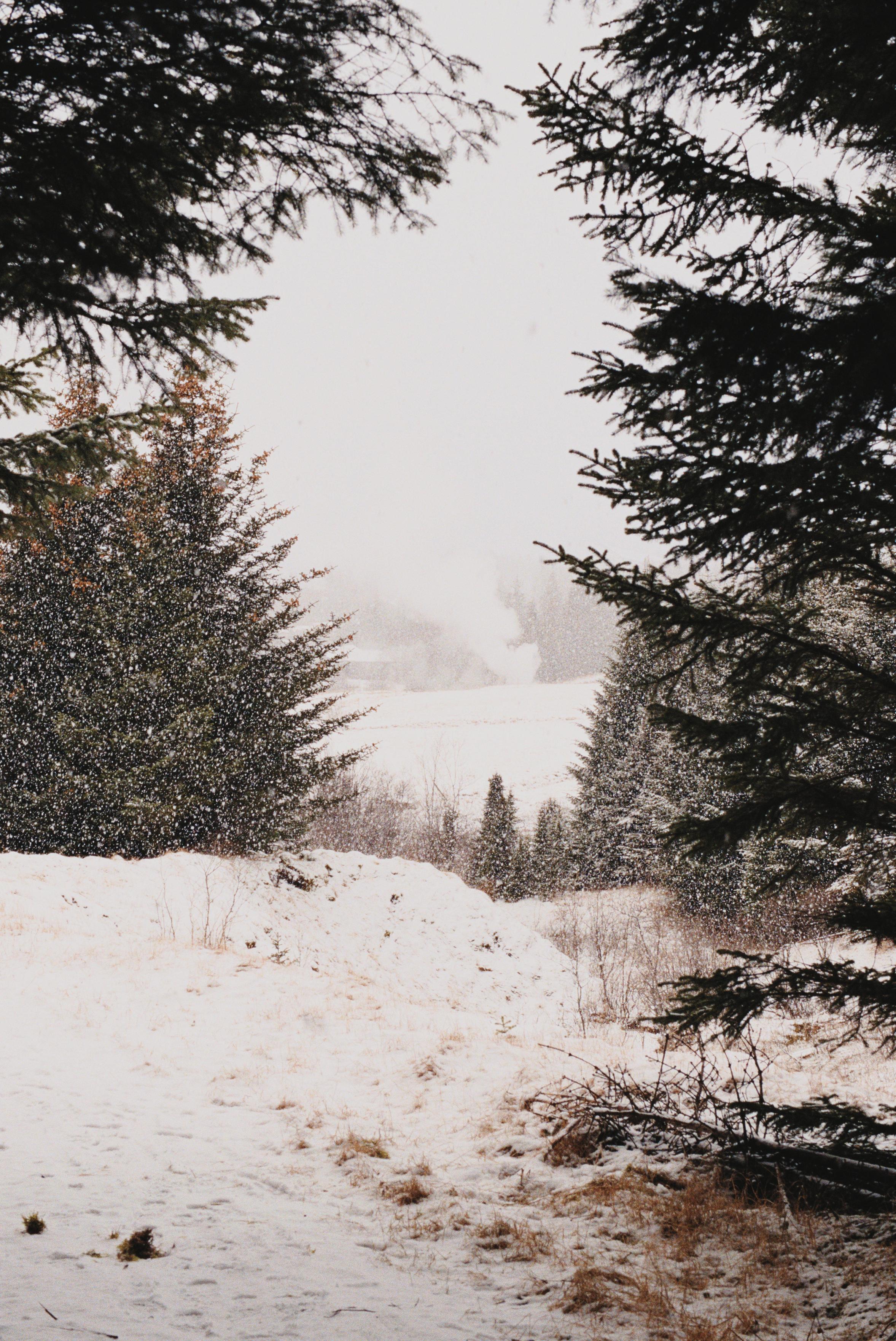 A view through the branches of a few trees. We can see a plume of steam in the distance