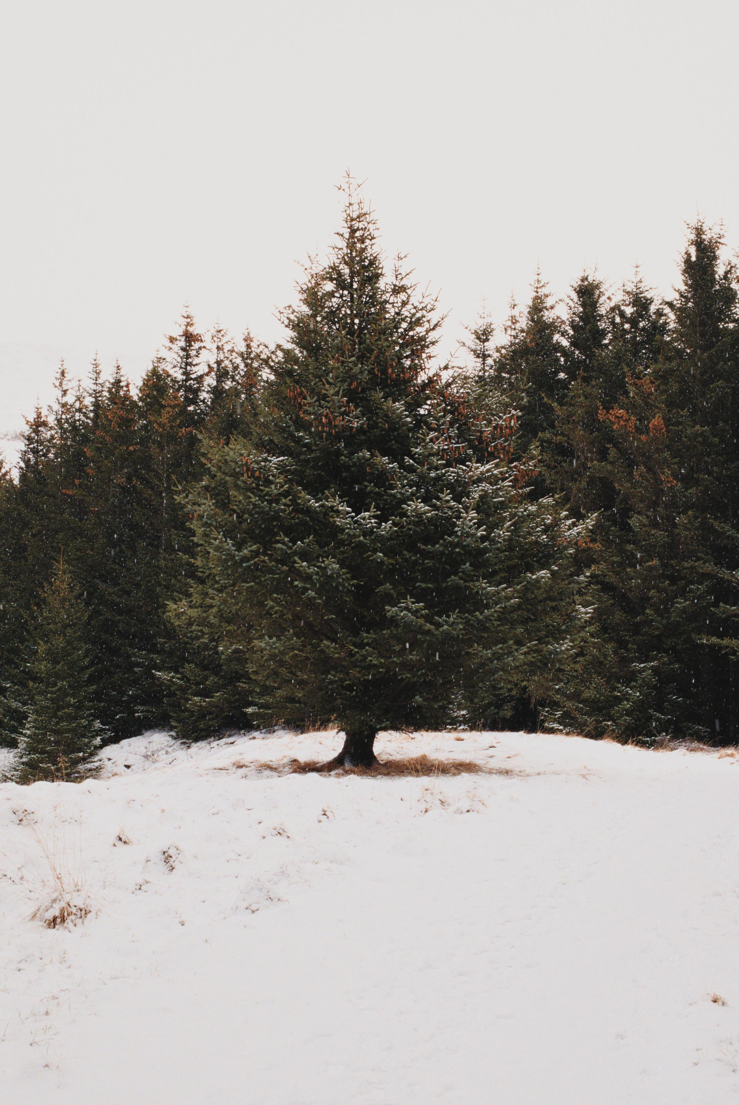 A photo of an evergreen tree. It is surrounded by snow.