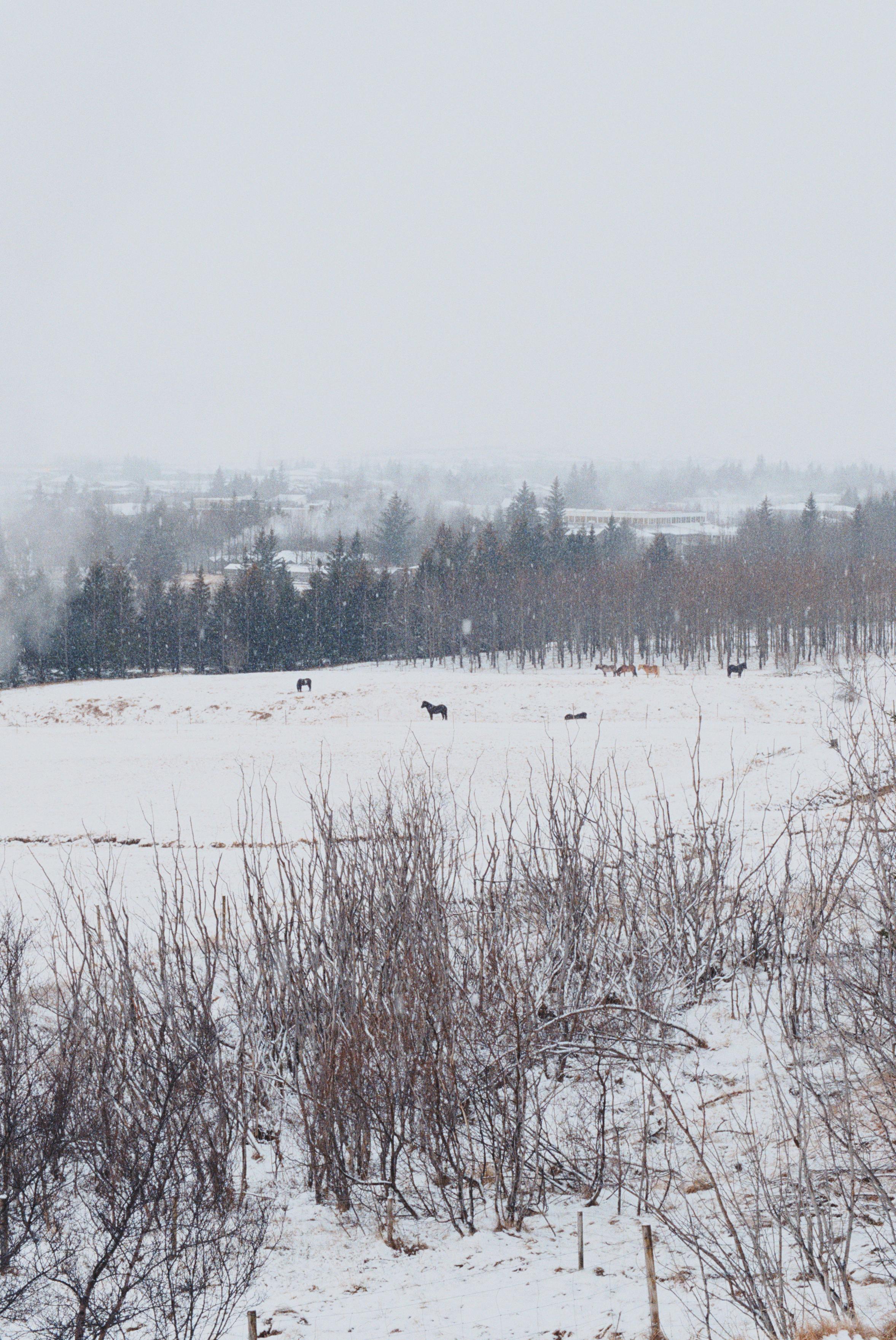 Horses in a pasture covered with snow.