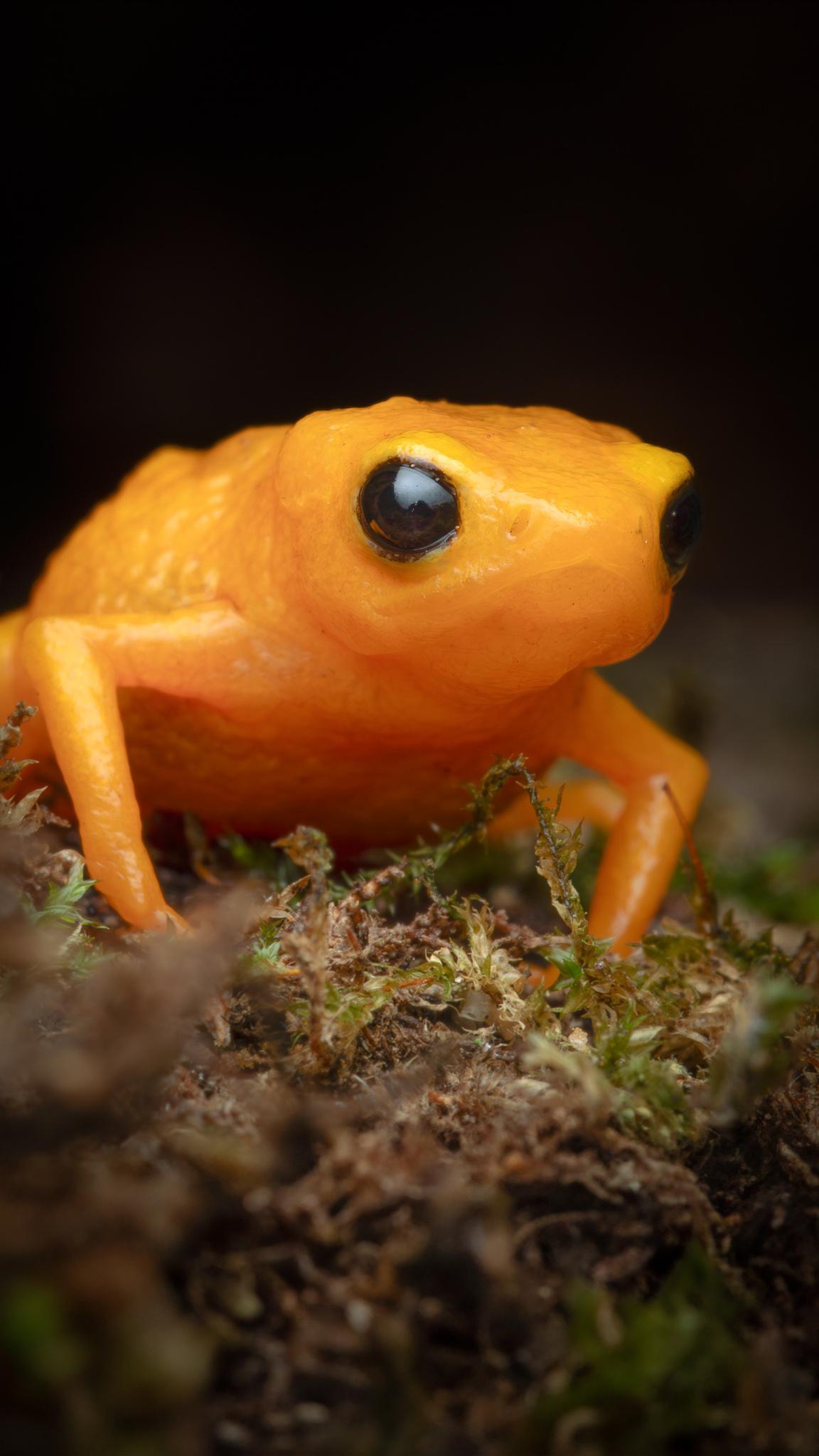 A closeup of a tiny orange toad looking right at the camera! They have a somewhat rough skin texture and huge dark brown eyes with large black pupils! They are sitting on a mossy surface!