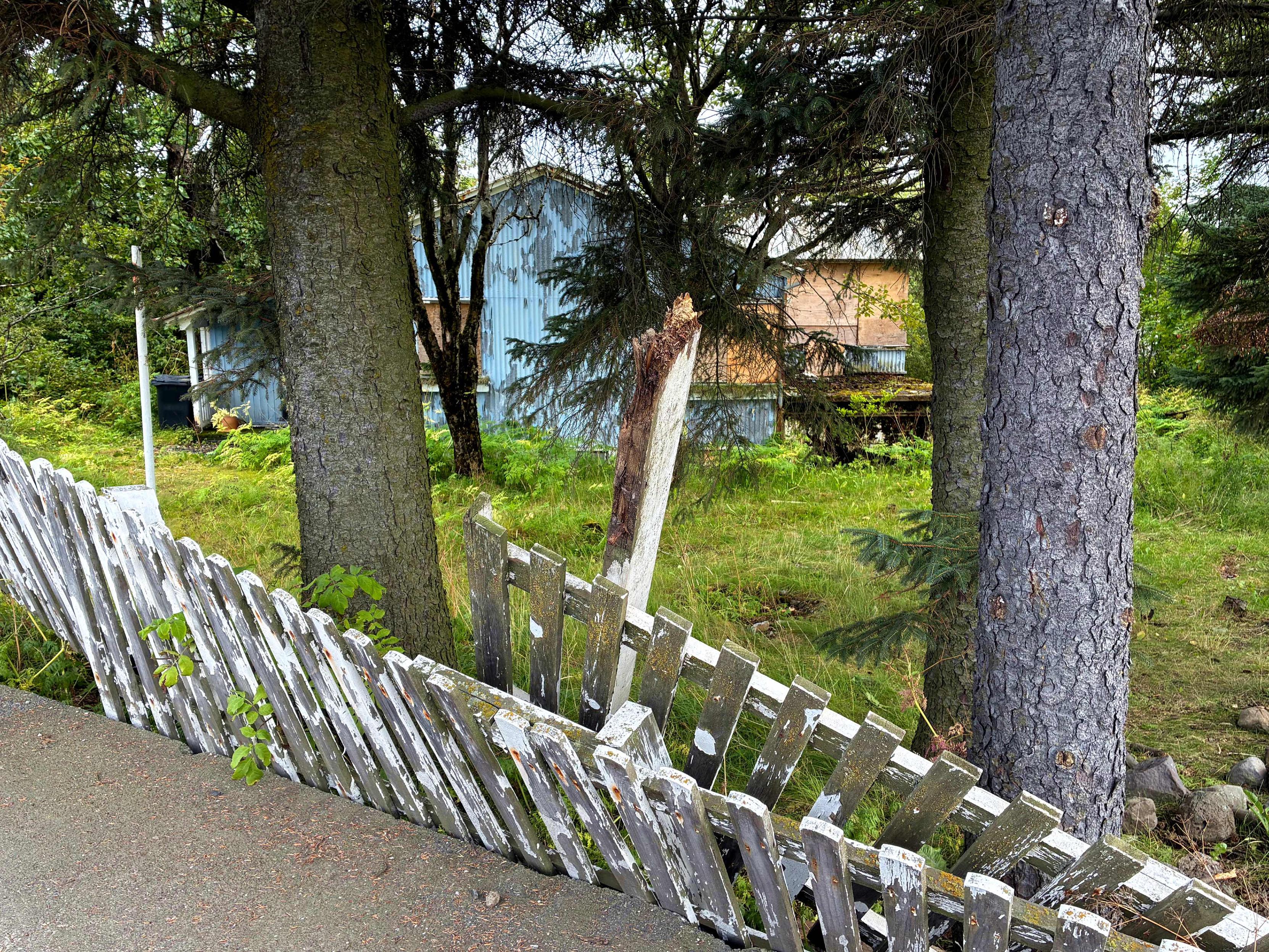An abandoned house hidden behind large pine trees and a broken fence.