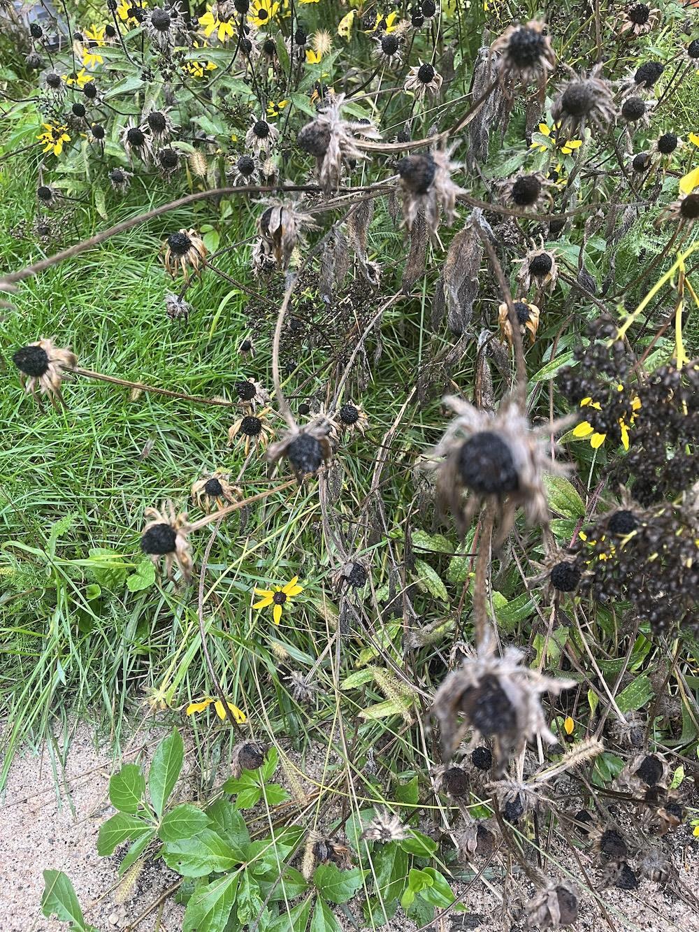dead flowers