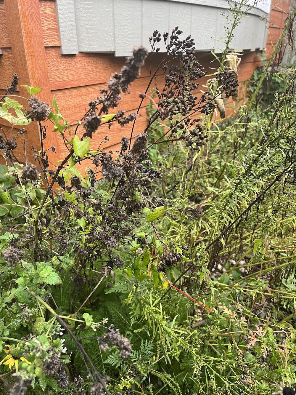 dead flowers