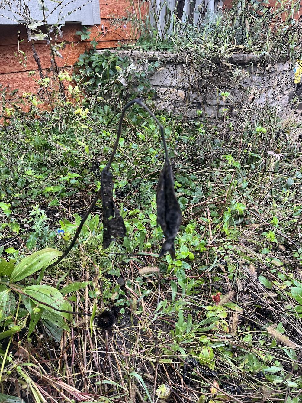 dead flowers