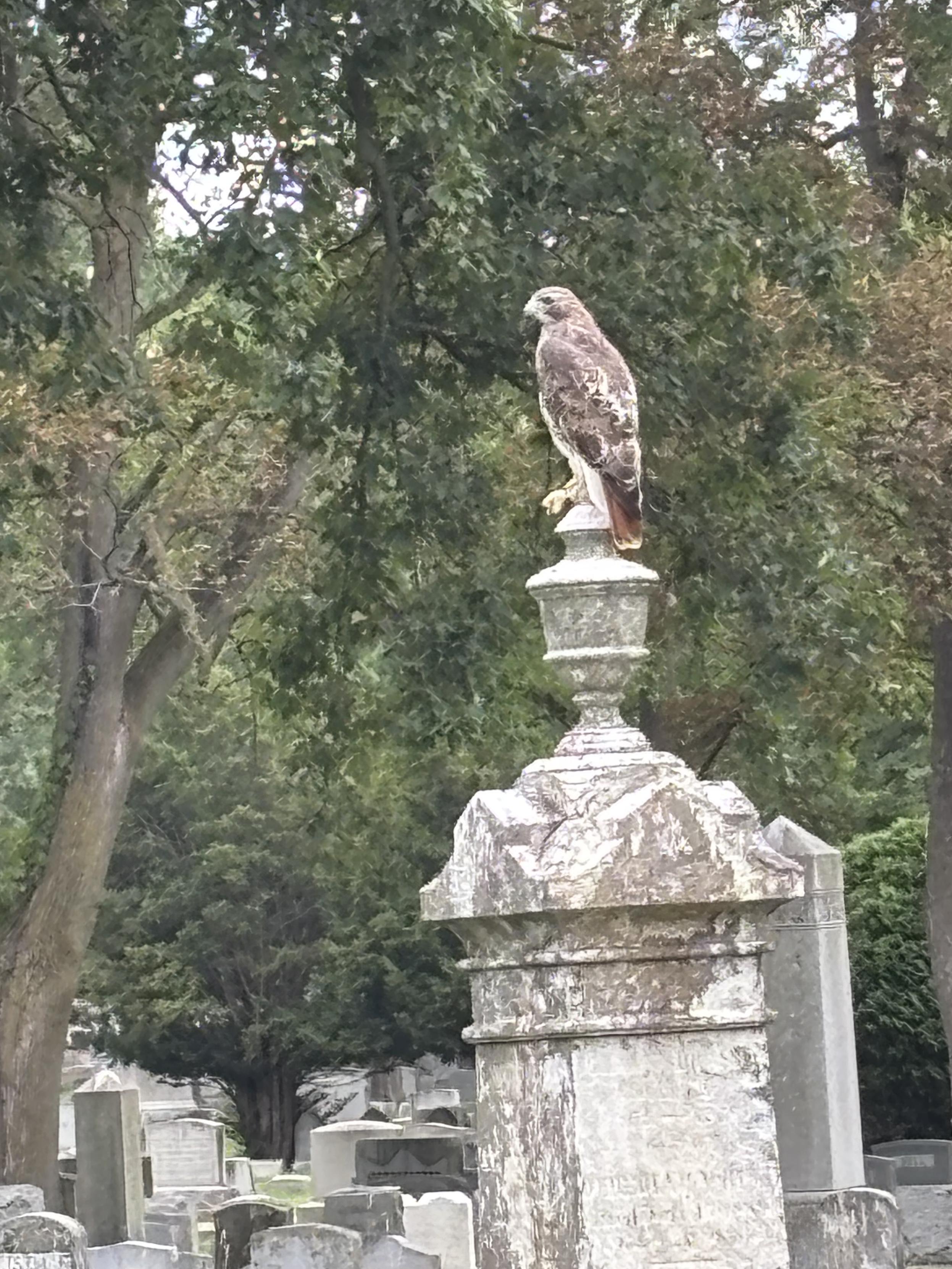 hawk on grave marker