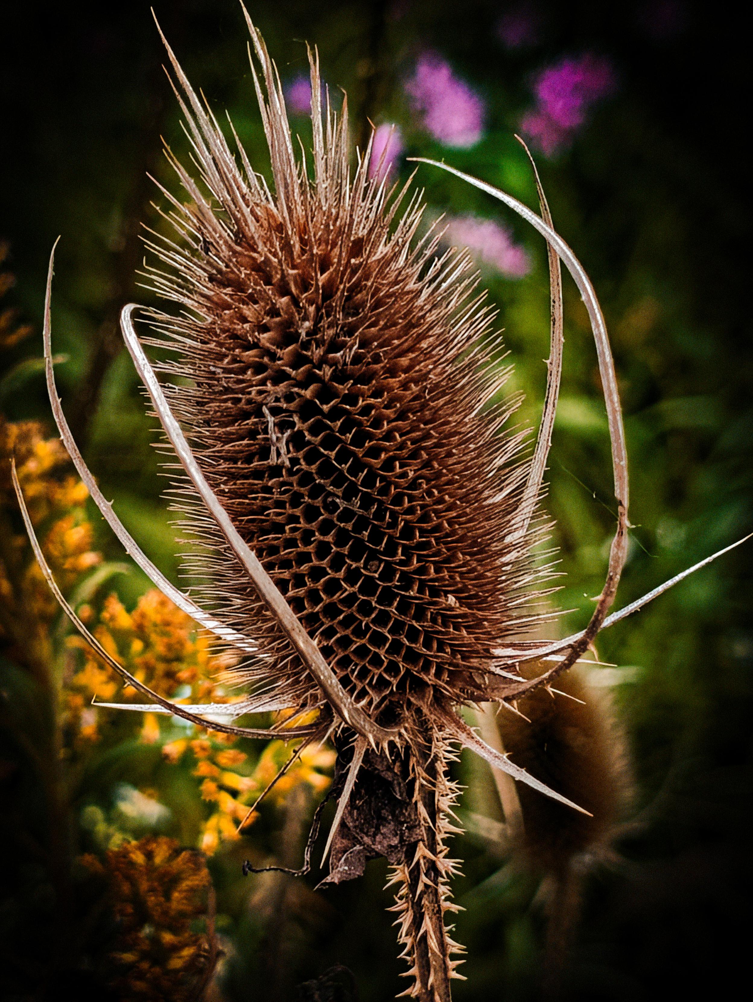 The seedless husk of a teasel plant, with yellow and pink asters in the background
