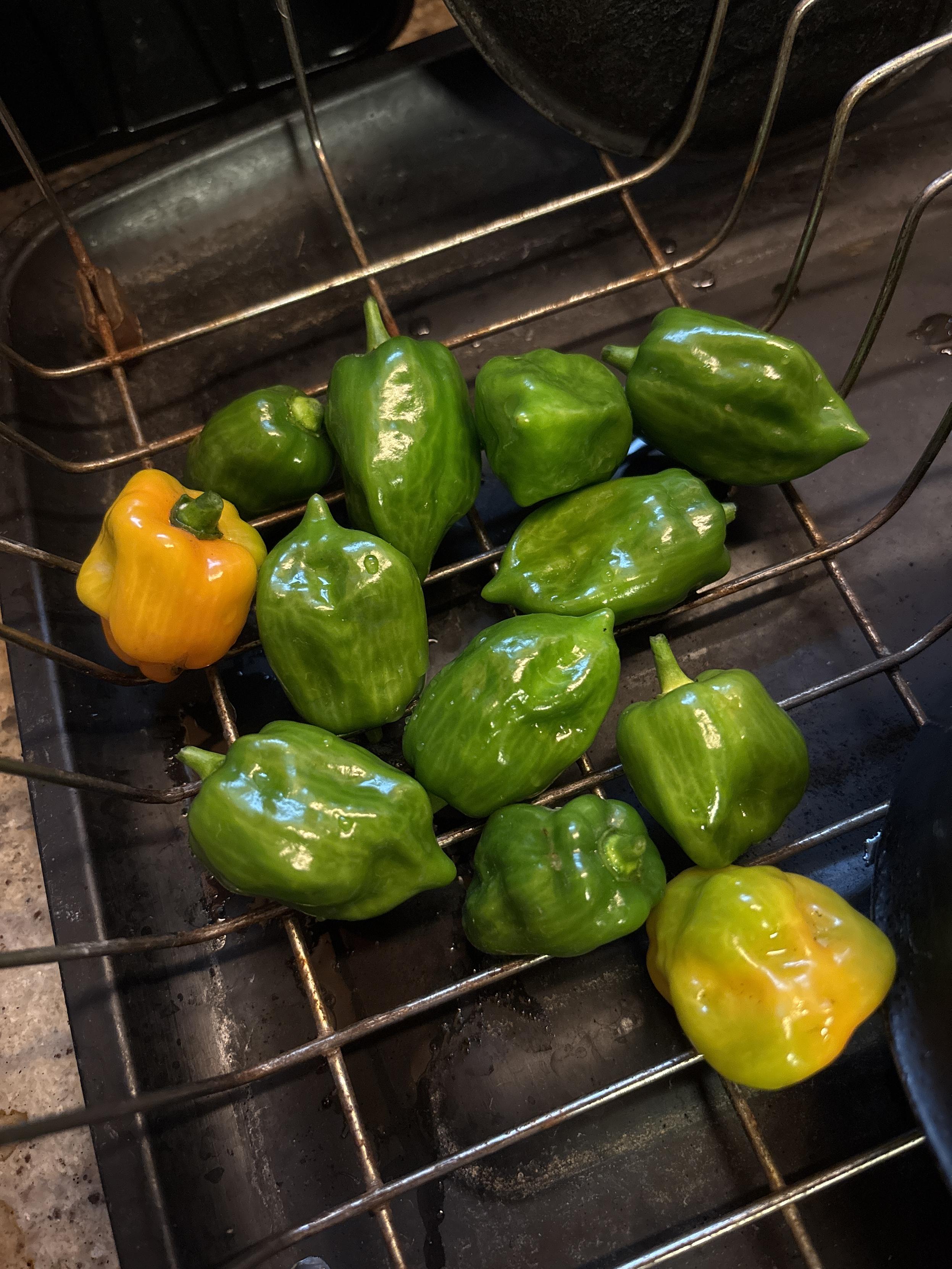 habanero peppers in a dish drainer after being washed