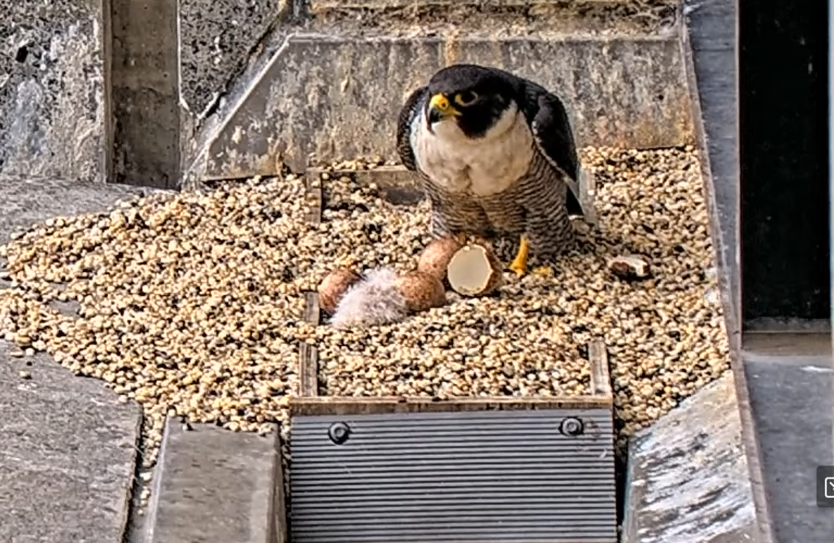 A falcon mum, standing over 3 eggs, a broken shell, and a furry baby