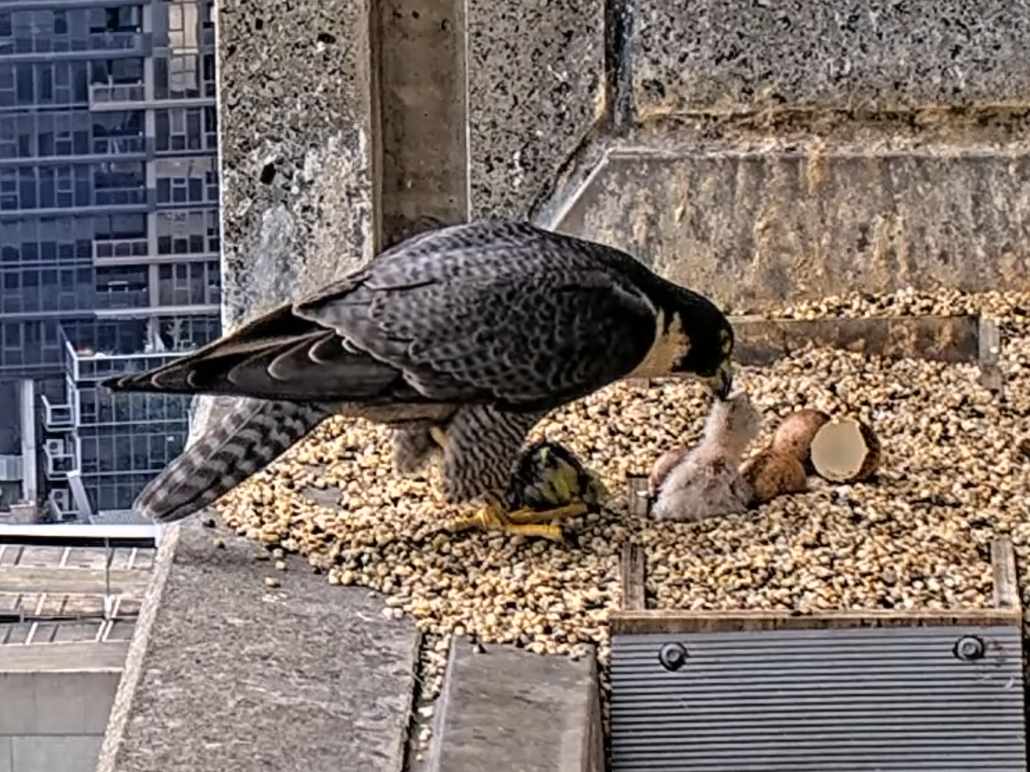 Mum falcon feeding her newborn. A broken egg near the fluffy baby, and 3 other whole ones