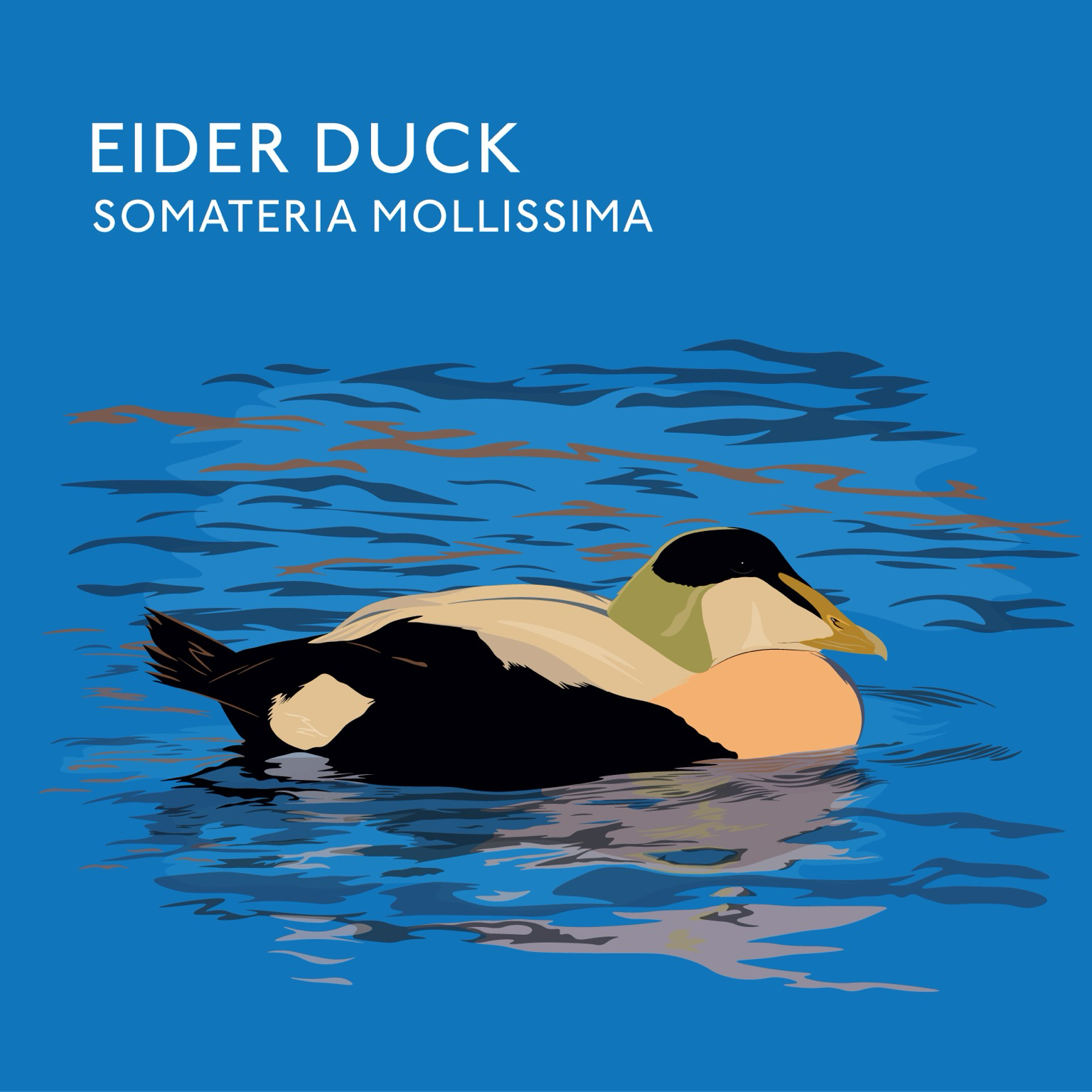 Eider duck