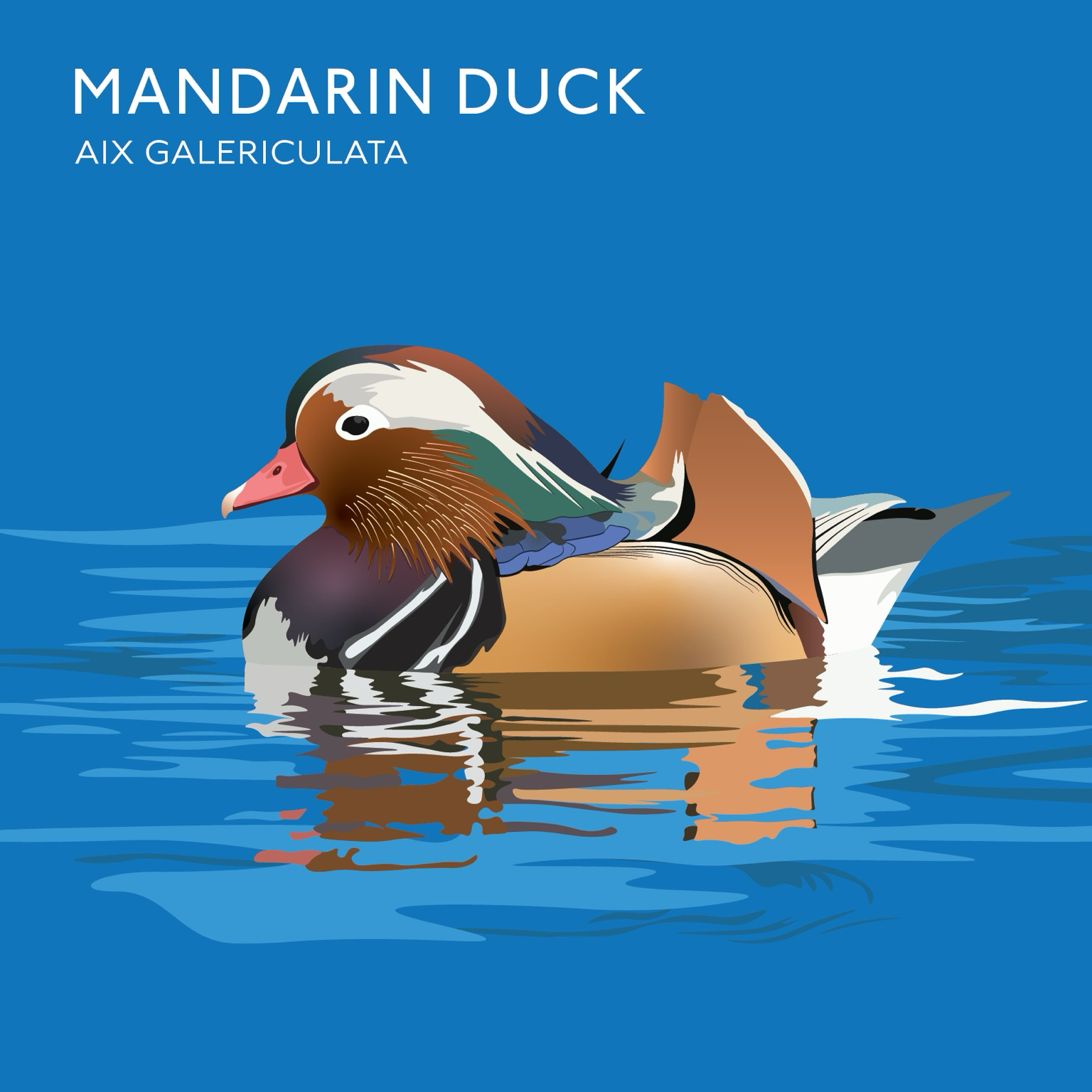 Mandarin duck