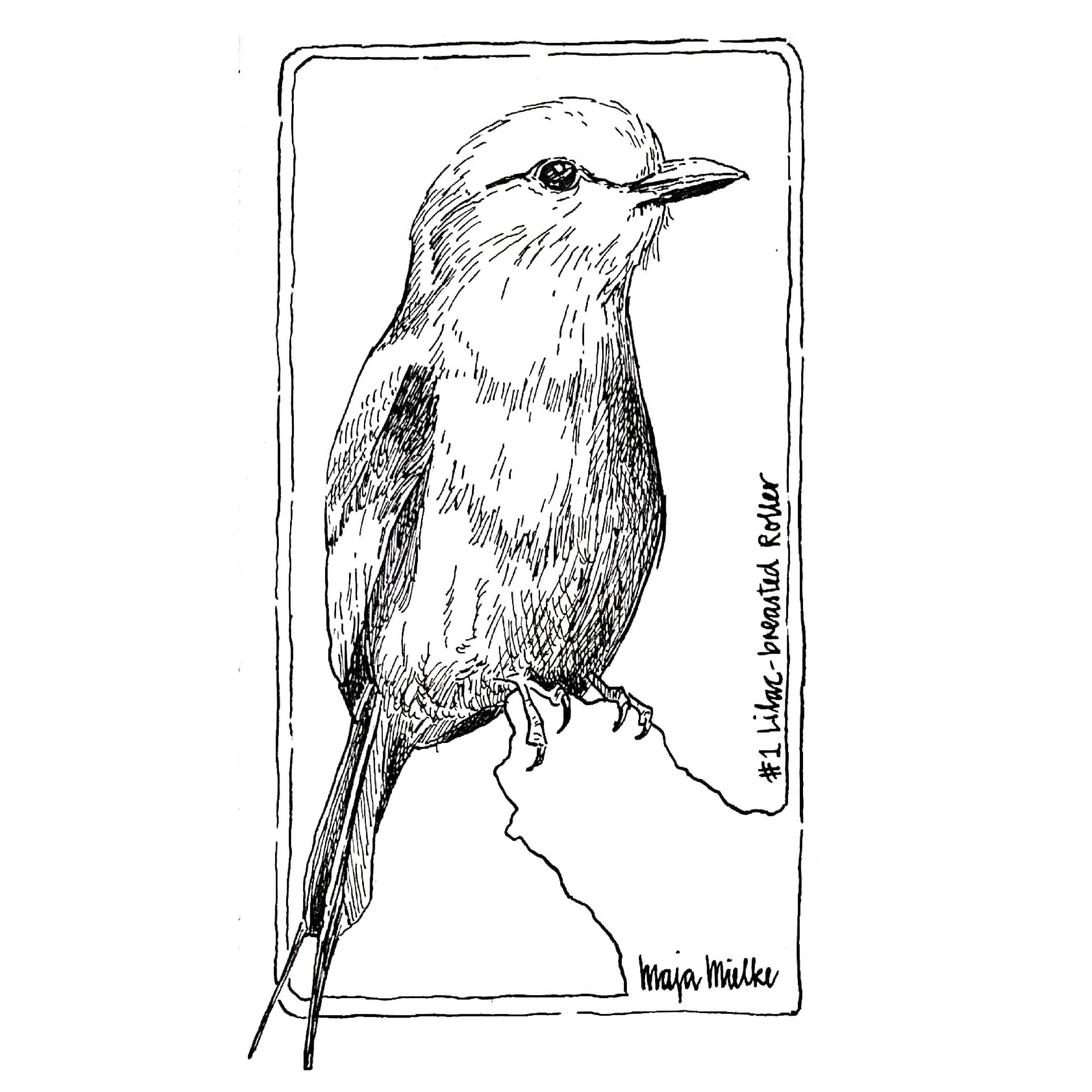 Ink drawing of a Lilac-breasted Roller
