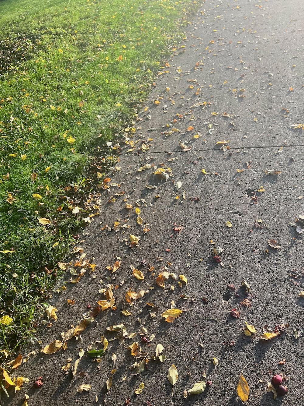 leaves