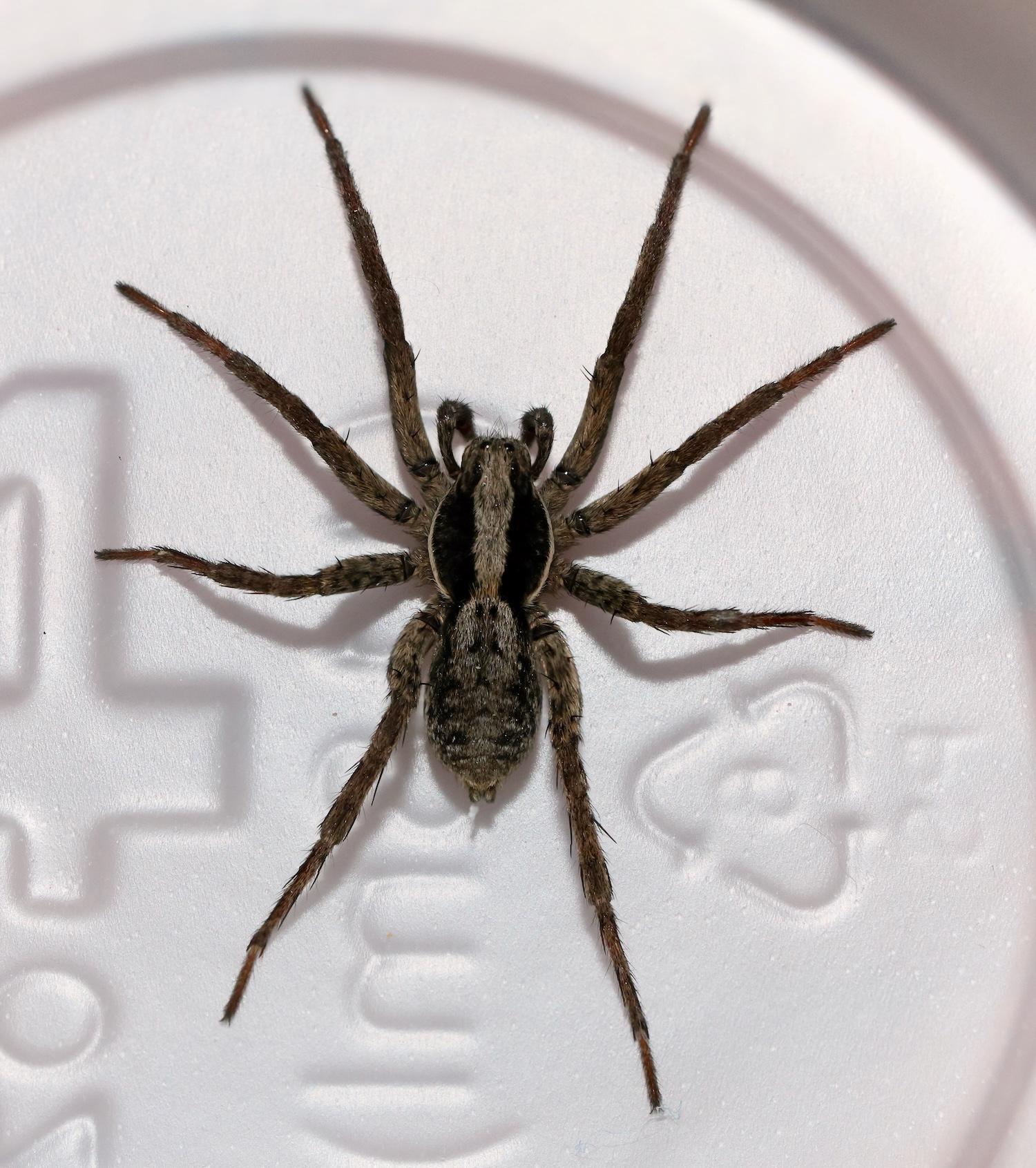 forest wolf spider