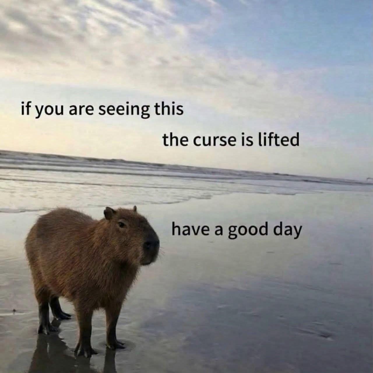 A photograph of a capybara standing on a wide, sandy beach under a cloudy sky. The brown capybara is positioned on the left side of the frame, facing towards the right. The background features a calm ocean and a distant horizon under an overcast sky. Overlaid text reads: "if you are seeing this", "the curse is lifted", and "have a good day".
