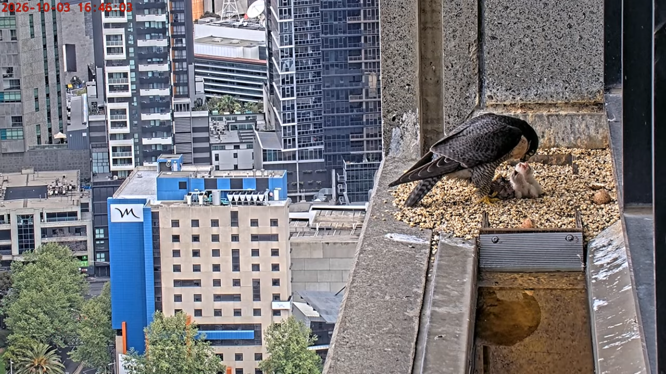 An adult peregrine falcon feeding three fluffy baby birds on a skyscraper ledge