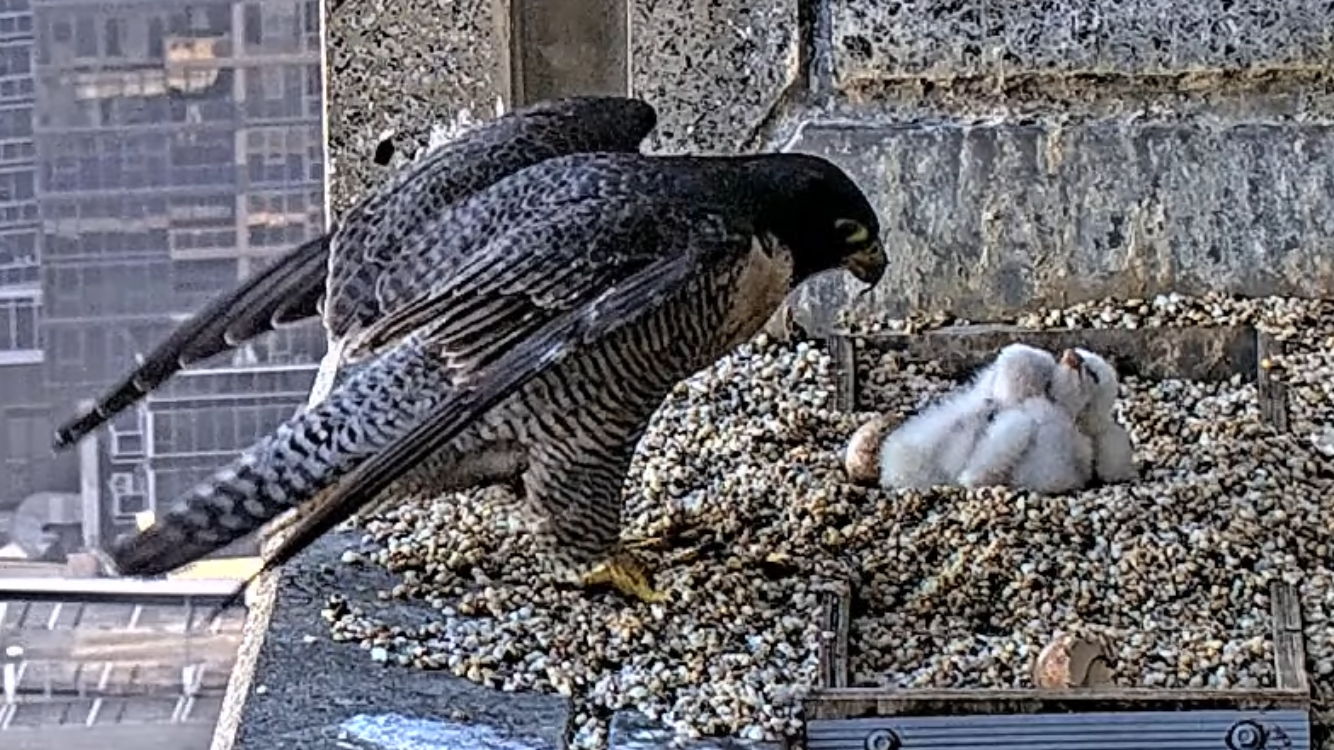 An adult falcon looks over three very fluffy baby falcons