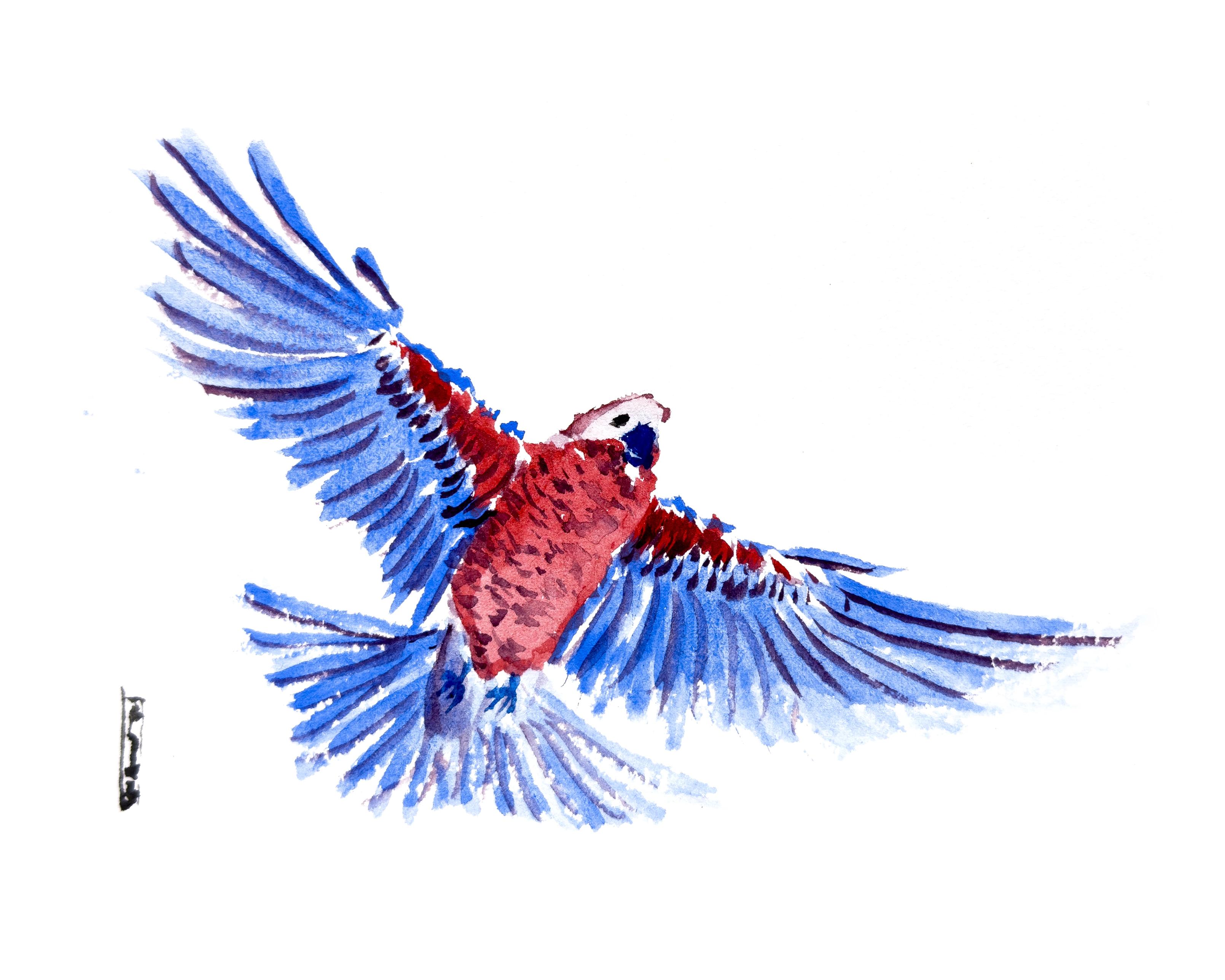 Watercolour painting of a parrot in flight.