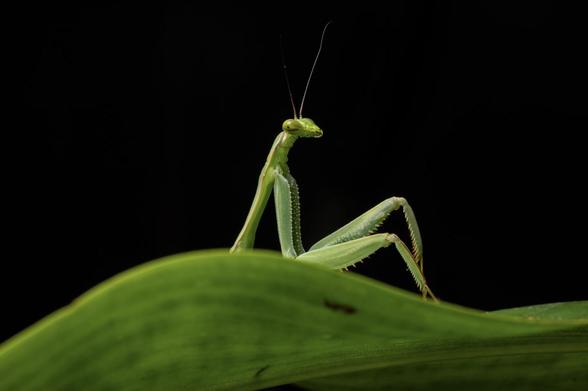 Preview of a magnificent photo in the linked article - a mantis in a 'Draw me like one of your French mantises' pose. Photographer Diego Perez.