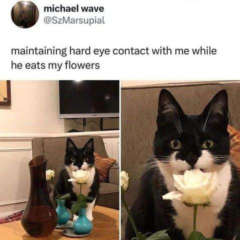 Post by michael wave @SzMarsupial

maintaining hard eye contact with me while he eats my flowers

Photos of a tuxedo cat monching on a white flower (rose?) in a vase on a coffee table while starring directly at the human taking the photo