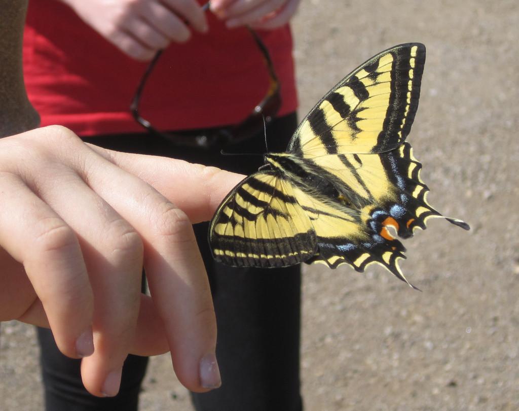 Close-up of a yellow swallowtail butterfly sitting on a child's finger. You can see a bit of another child standing in the background, out of focus.