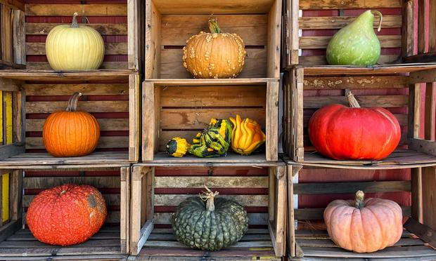 A three by three vertical stack of wooden farm crates against an outdoor wall at a local pumpkin farm. Each open-ended crate has a different pumpkin or gourd displayed inside:
— top row, left to right: a pale yellow-skinned pumpkin, an orange-brown pumpkin with scattered bumps, a light green pear-shaped pumpkin/gourd
— center row, left to right: a traditional orange pumpkin, a handful of colorfully-striped and weirdly-shaped yellow/green gourds, a smooth-skinned deep orange-red pumpkin
— bottom row, left to right: a slightly bumpy red-orange pumpkin, a very bumpy dark green pumpkin, and a lighter pink-skinned pumpkin.
