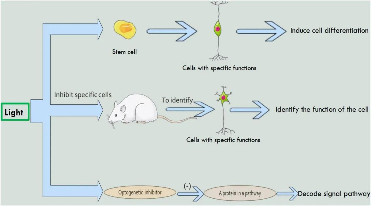 The wonderful things you can do with optogenetics