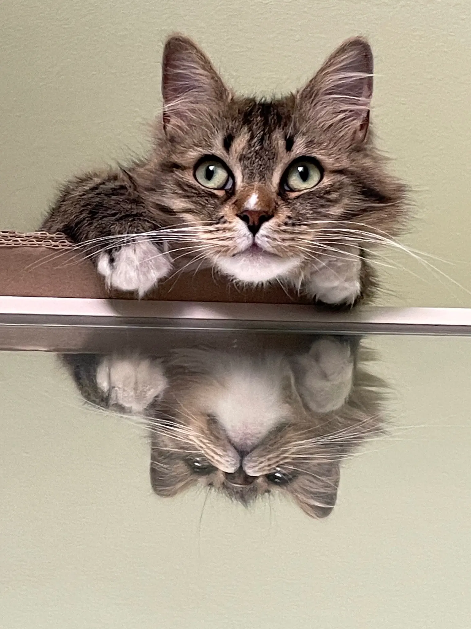 Nova flopped on top of a wardrobe, only her head and front paws are visible. She's looking at something to her left. There's a reflection of her in the mirror below, which makes her look extra silly