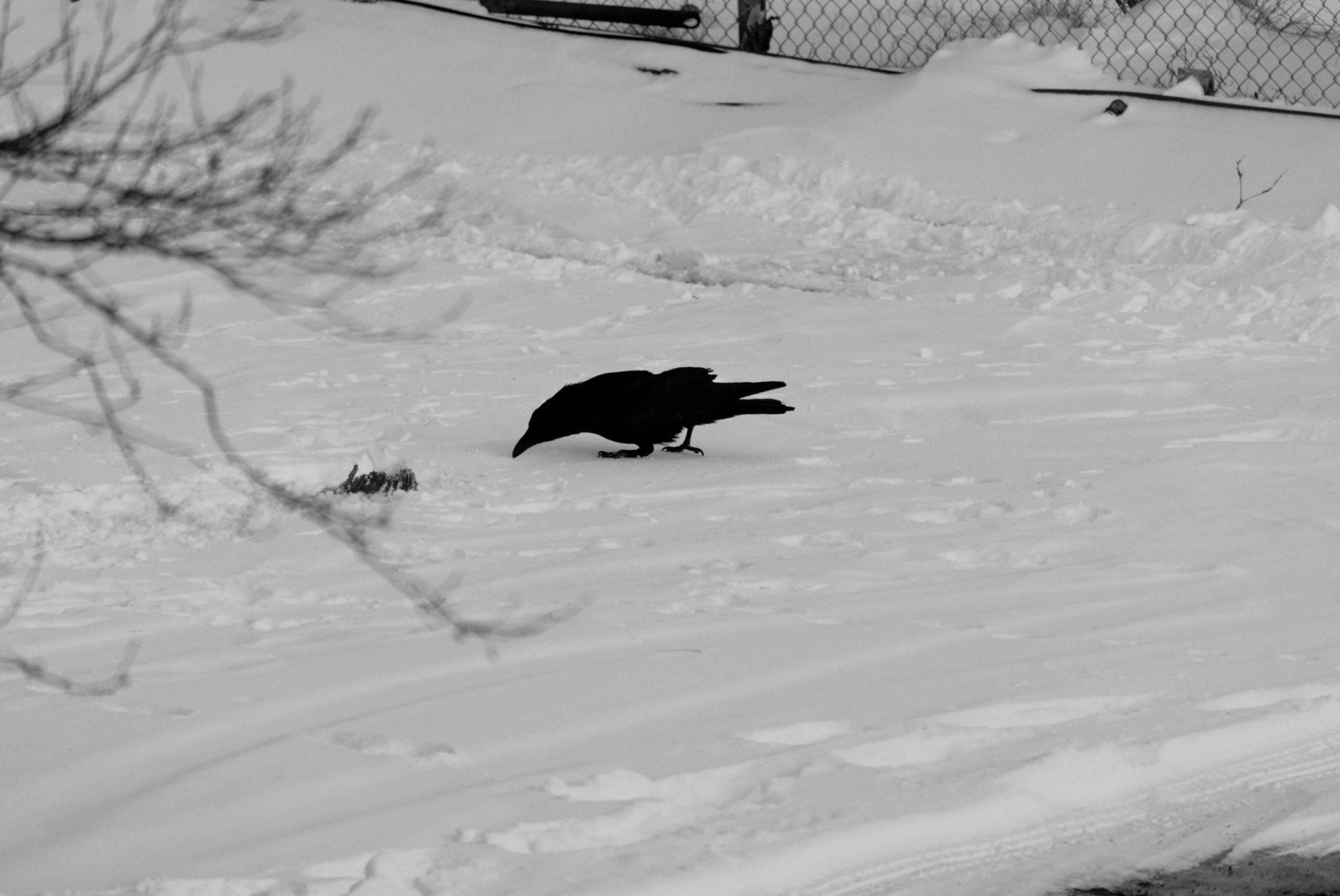 A raven inspecting a bit of leftover pork